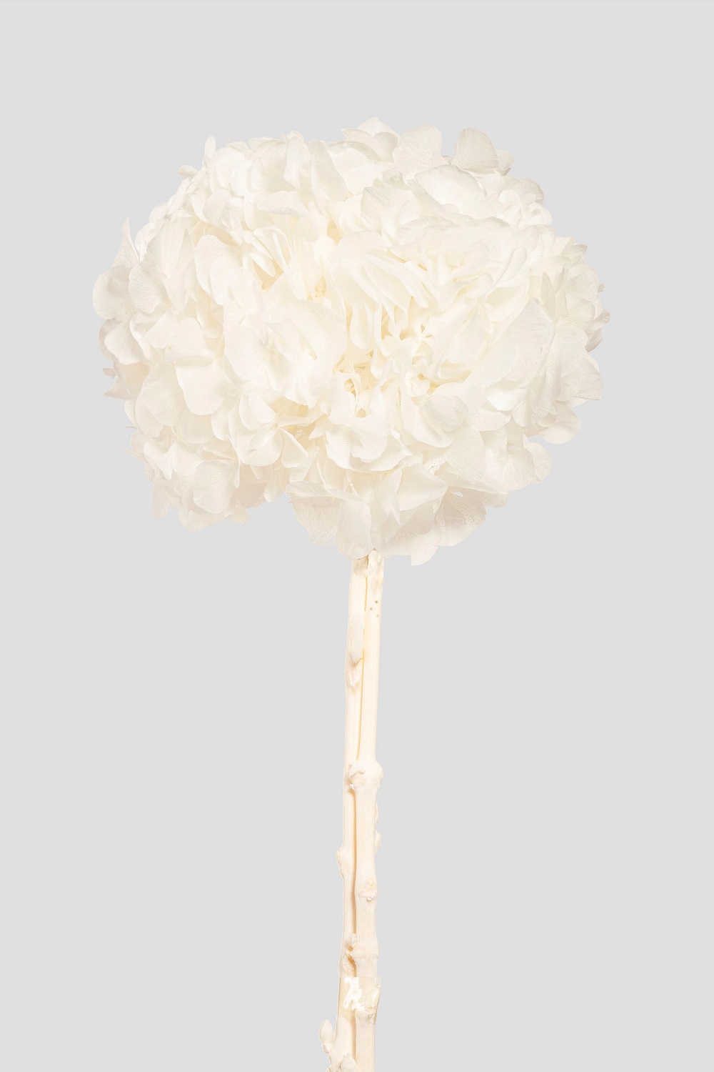 HYDRANGEA BIG LEAF D22CM. WHITE