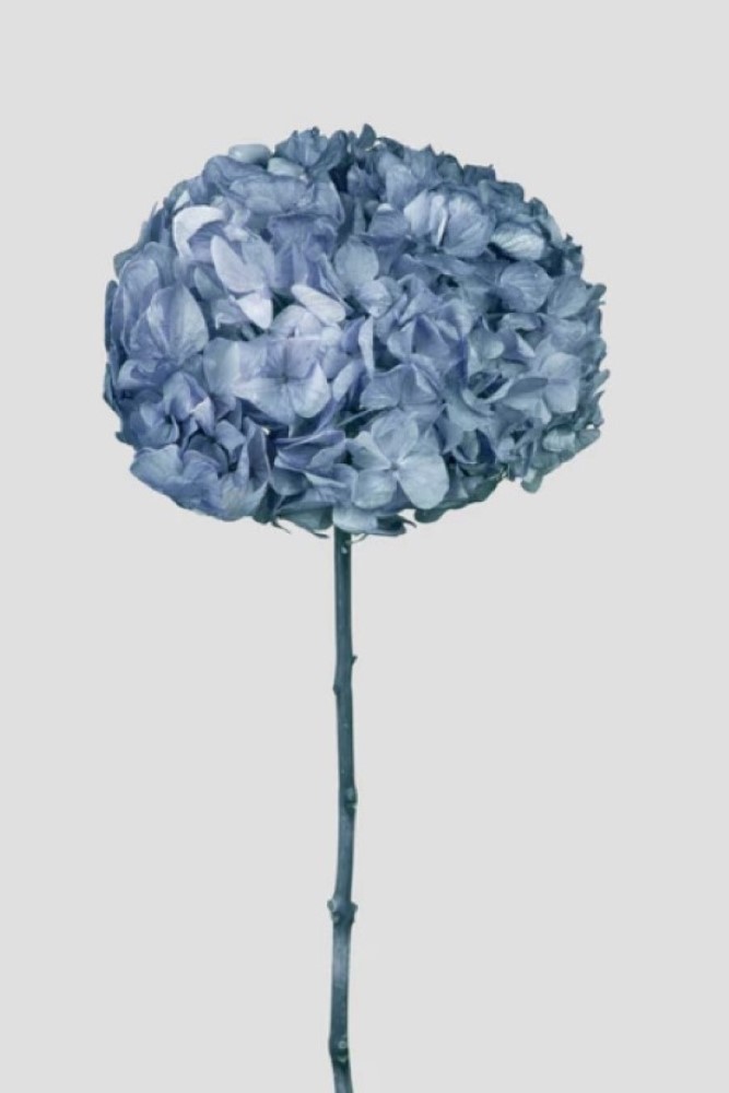 HYDRANGEA BIG LEAF D22CM. DUSTY BLUE