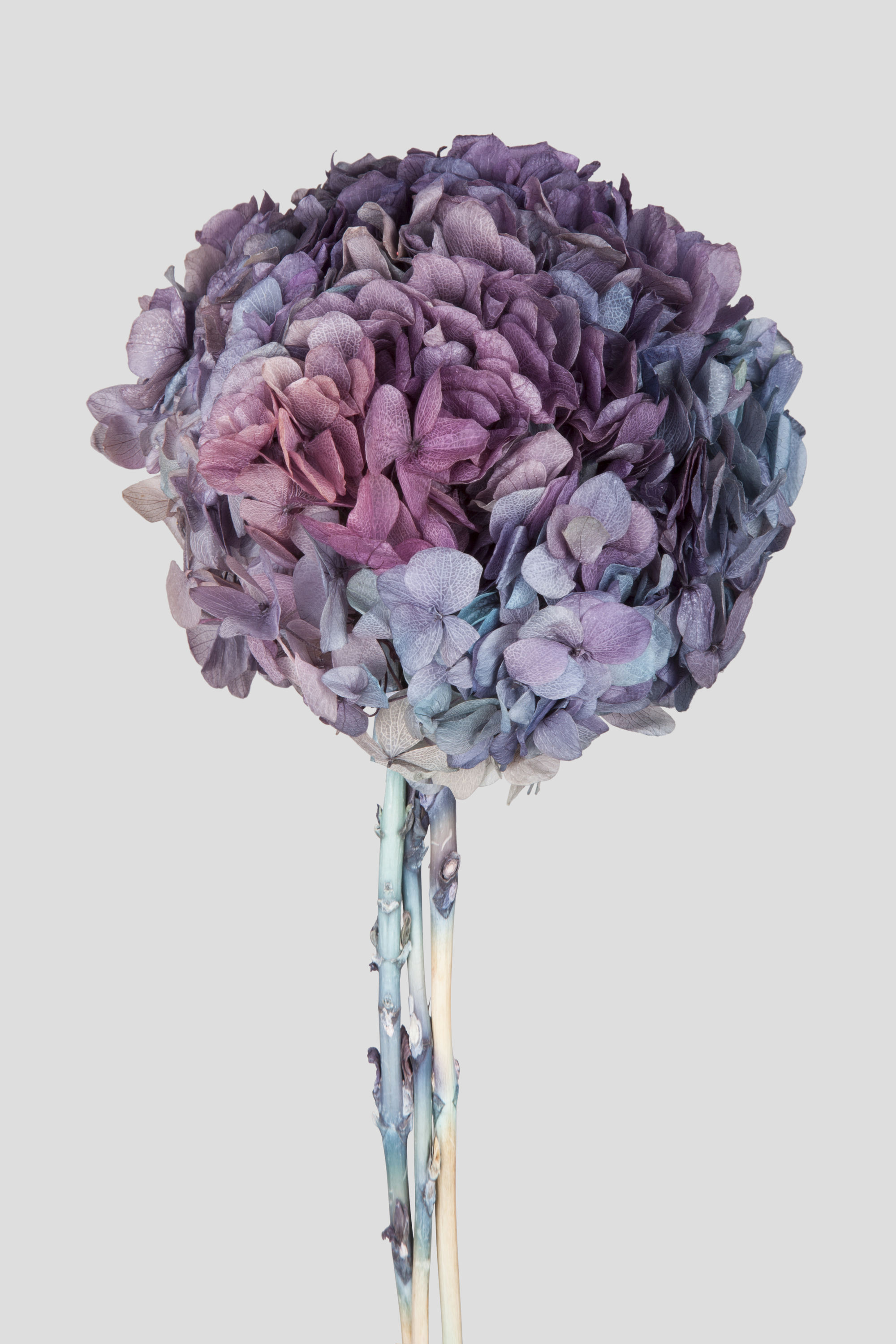 HYDRANGEA BIG LEAF D22CM. GRAD.BLUE-PURPLE