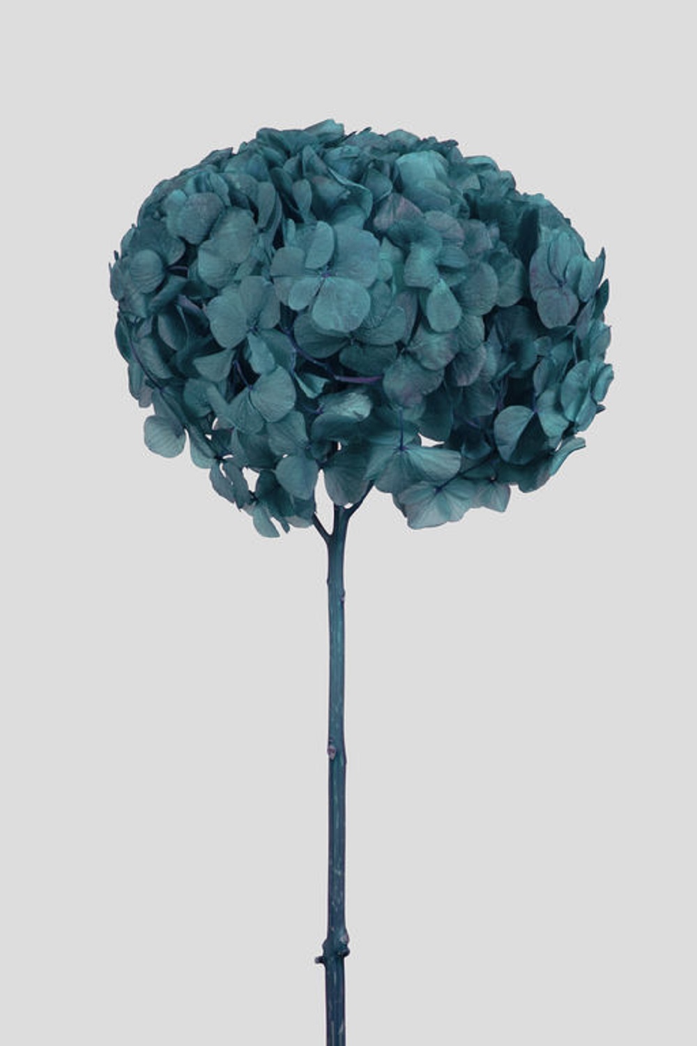 HYDRANGEA BIG LEAF D22CM. TEAL GREEN