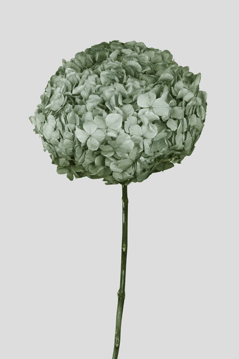 HYDRANGEA BIG LEAF D22CM. SAGE GREEN