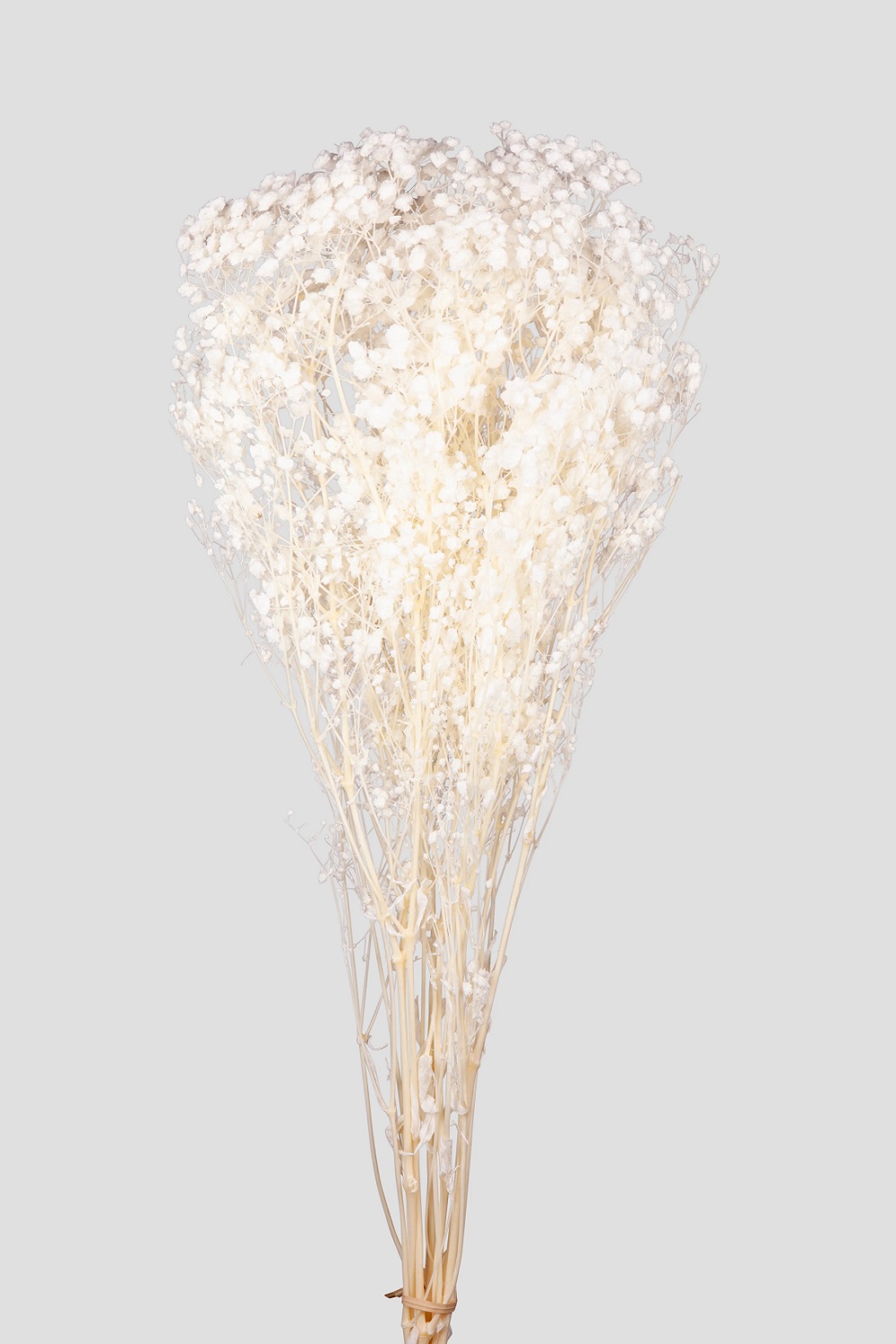 GYPSOPHILA L65CM. TOTAL WHITE
