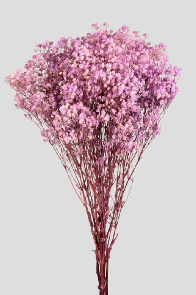 GYPSOPHILA L65CM. PINK