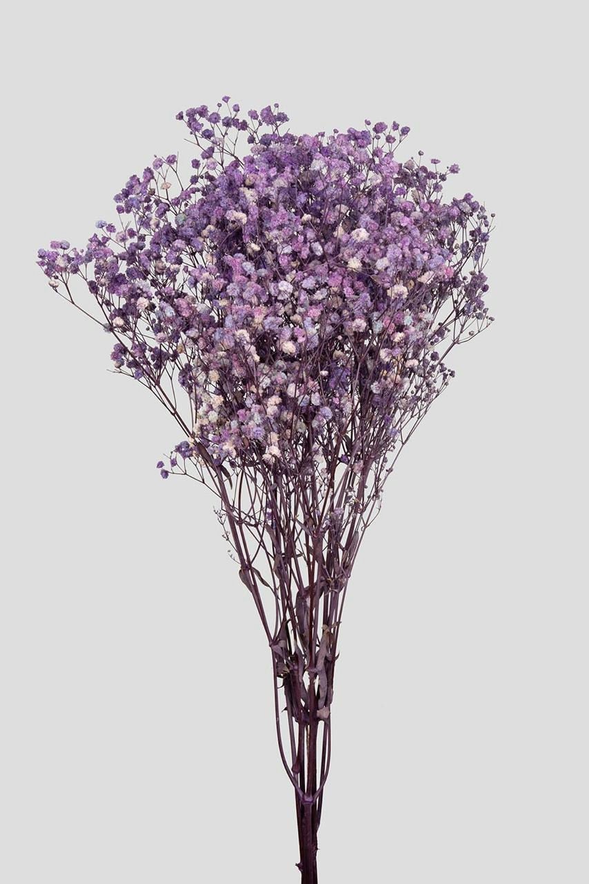 GYPSOPHILA L65CM. LILAC