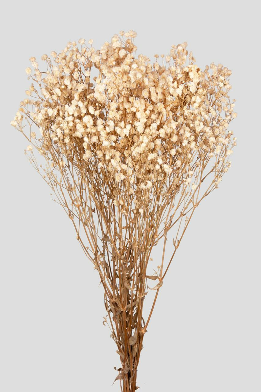 GYPSOPHILA L65CM. WHITE NATURAL