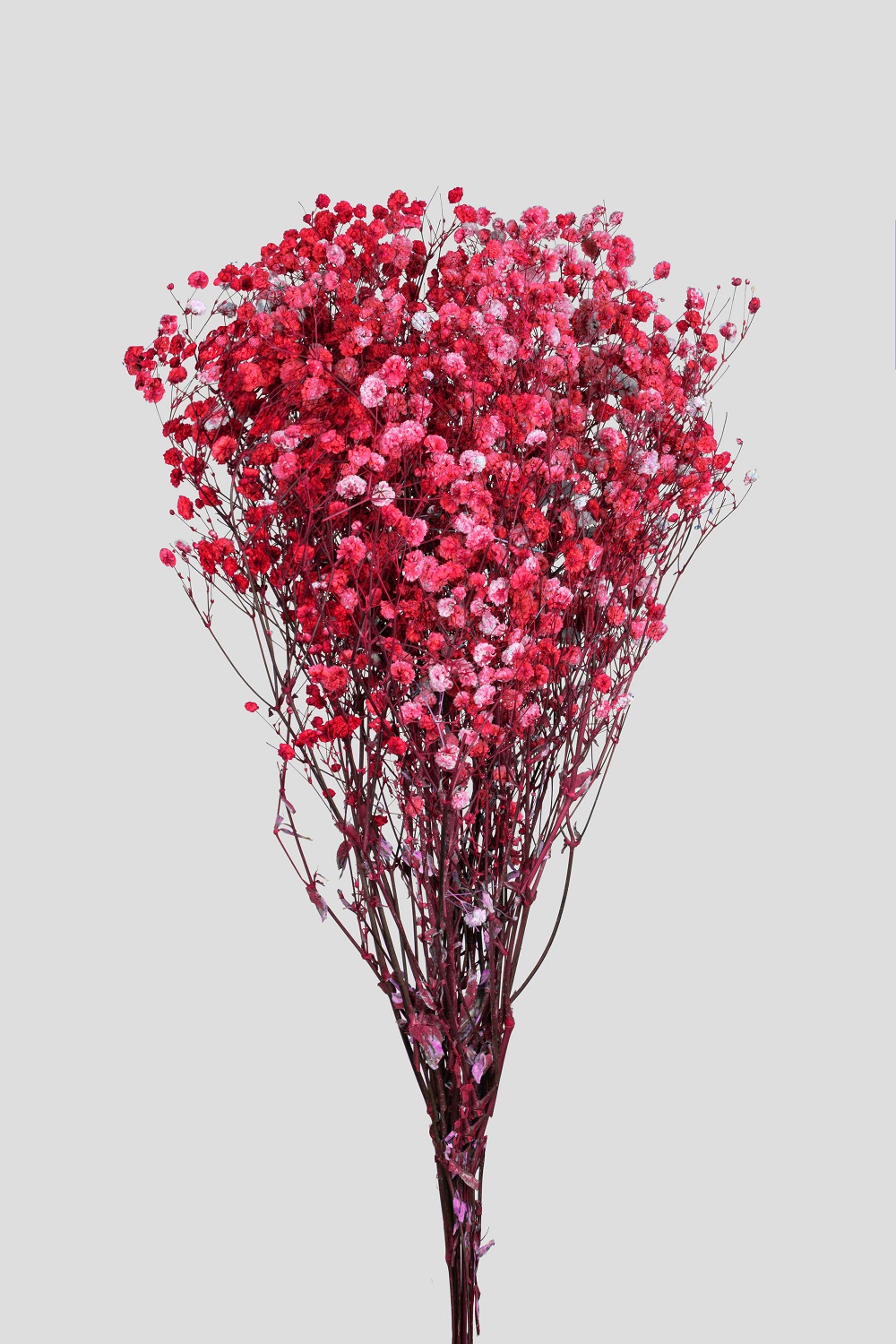 GYPSOPHILA L65CM. RED