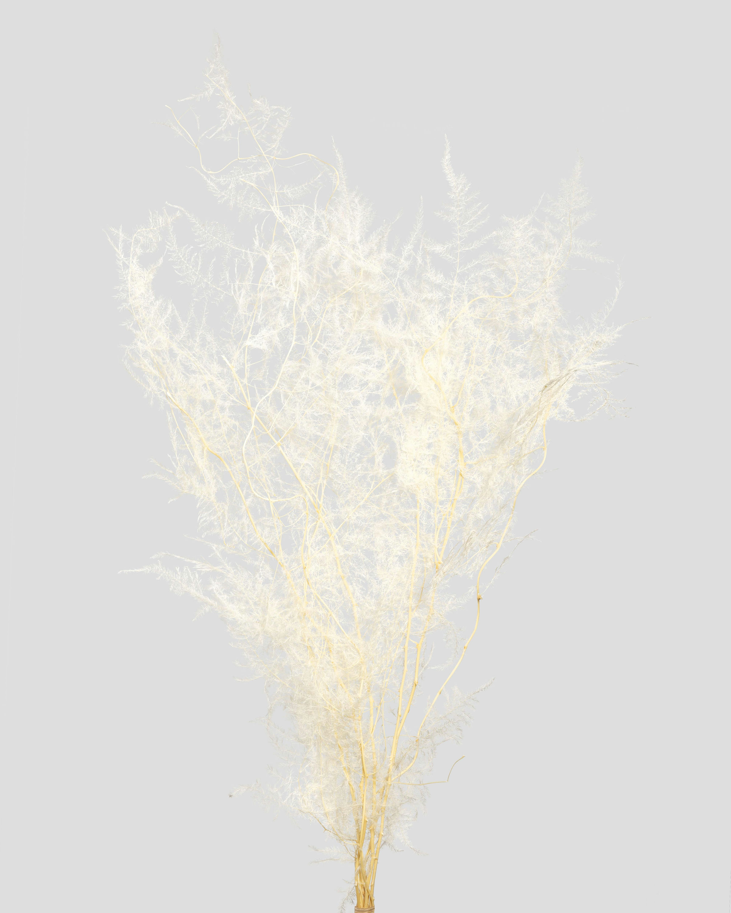 ASPARAGUS L80CM. BIANCO