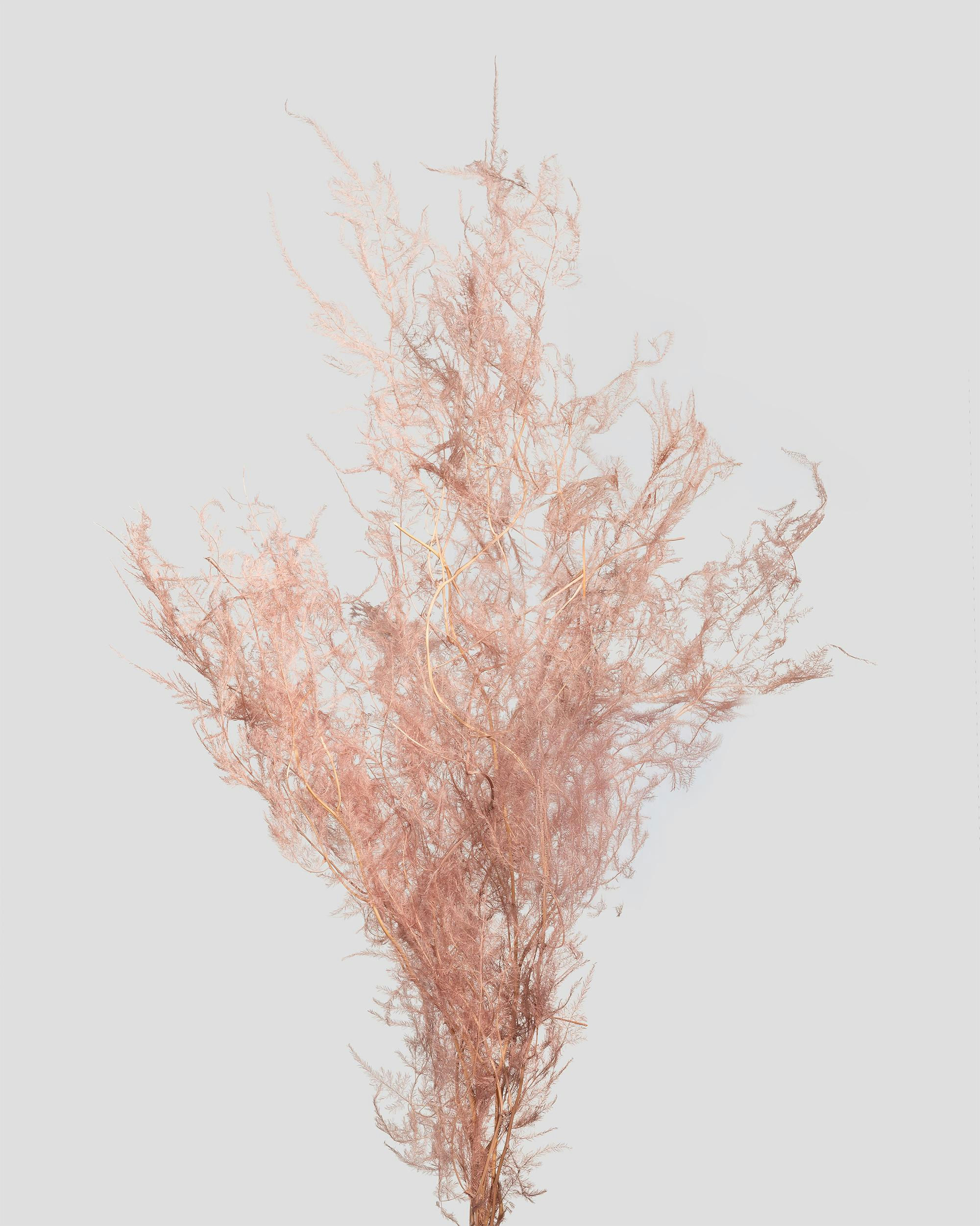 ASPARAGUS L80CM. ROSA