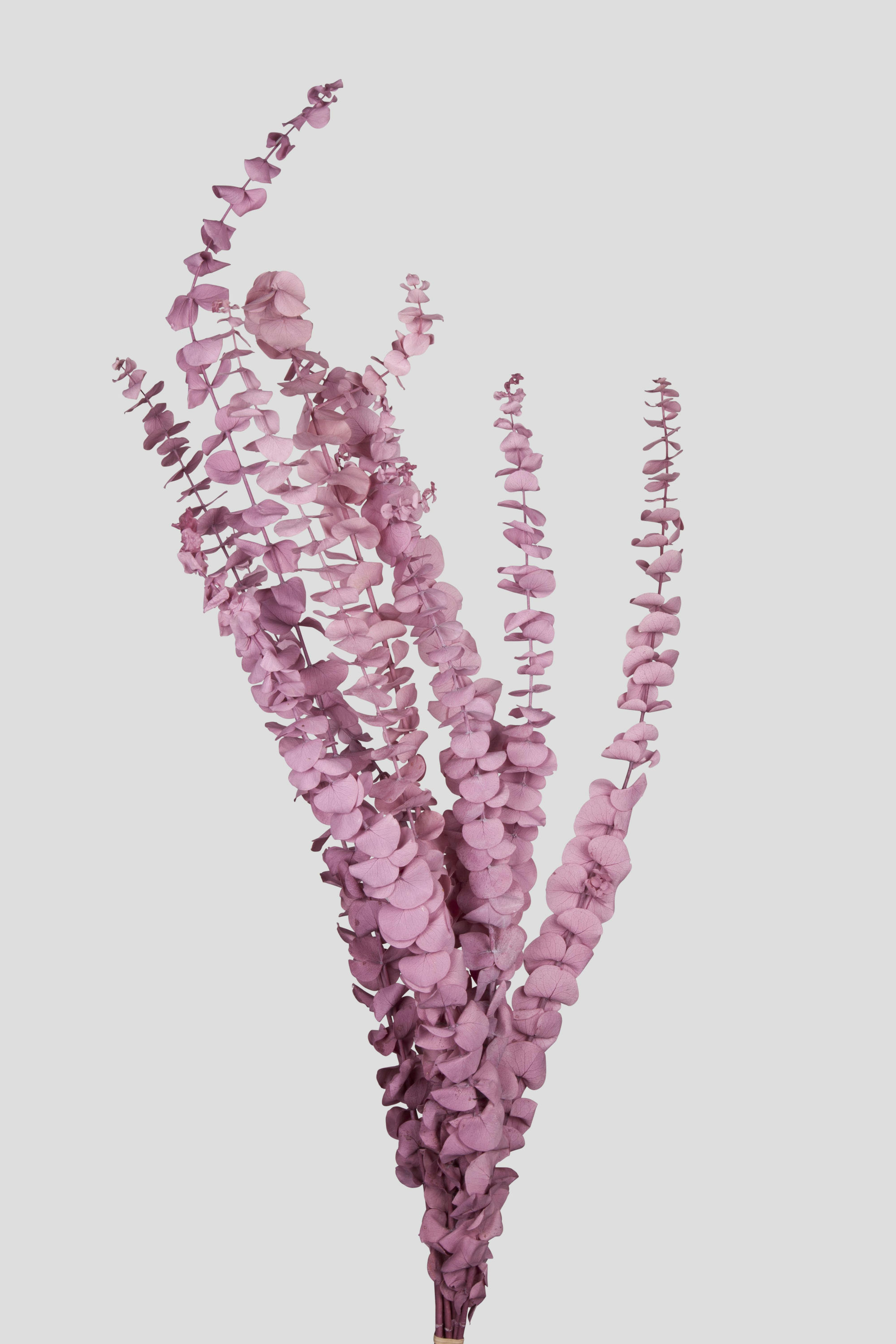 EUCALYPTUS BABY BLUE L70CM. MAUVE