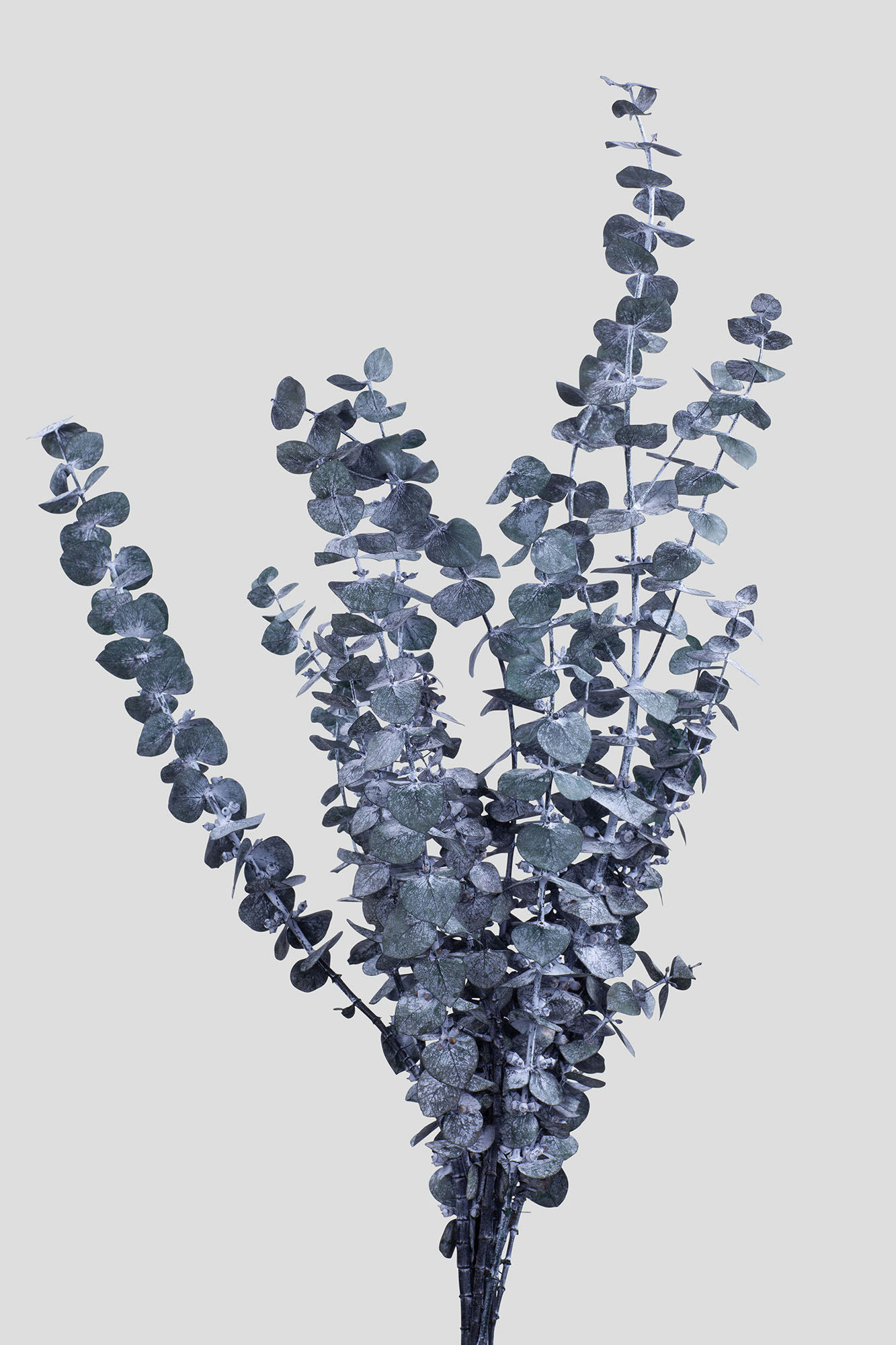 EUCALYPTUS BABY BLUE L70CM. GREEN