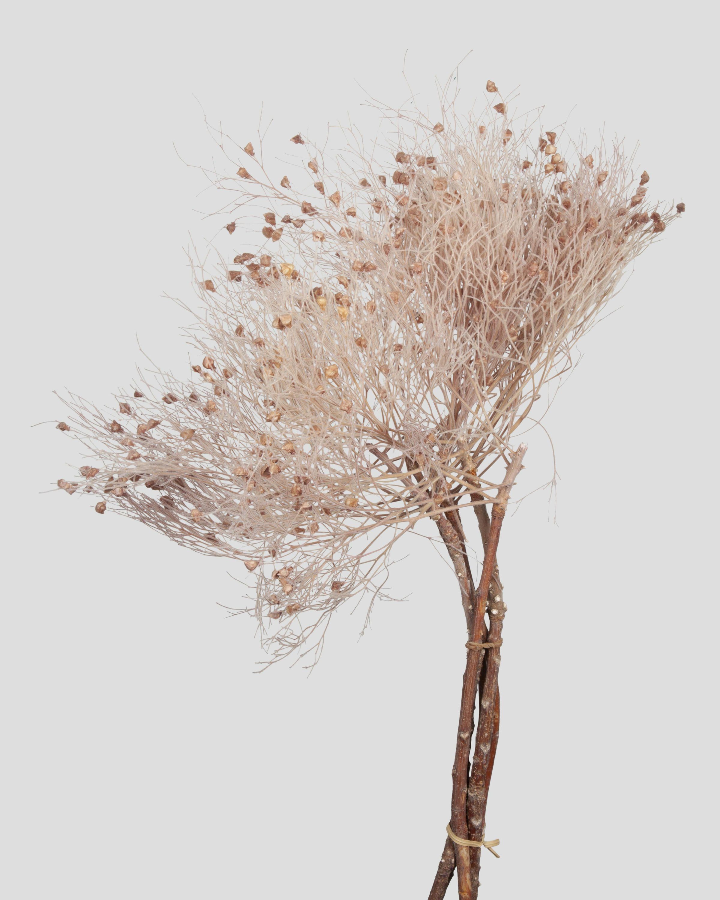 DREAM GRASS L70CM. PINK