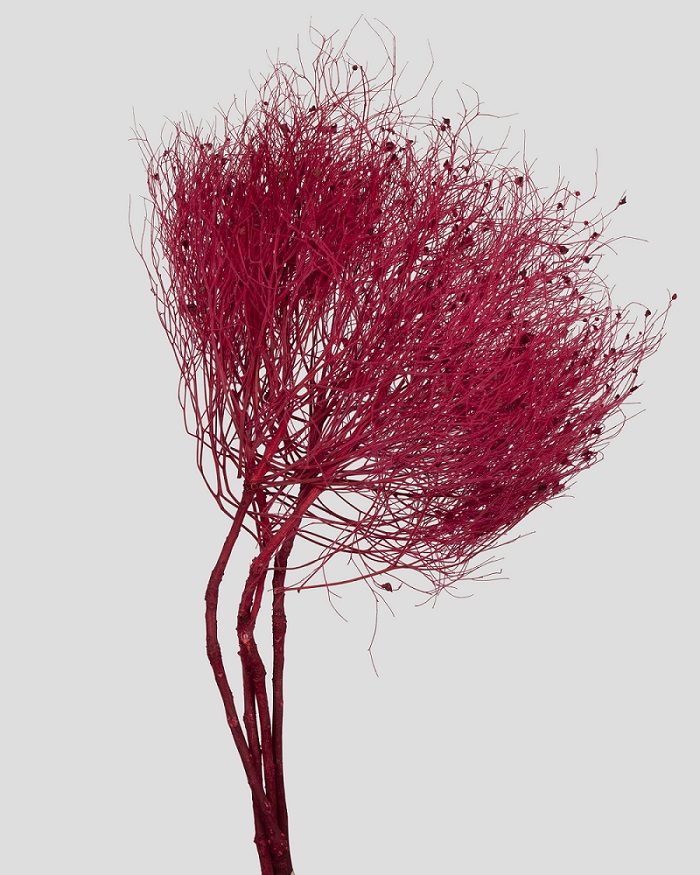 DREAM GRASS L70CM. DK RED