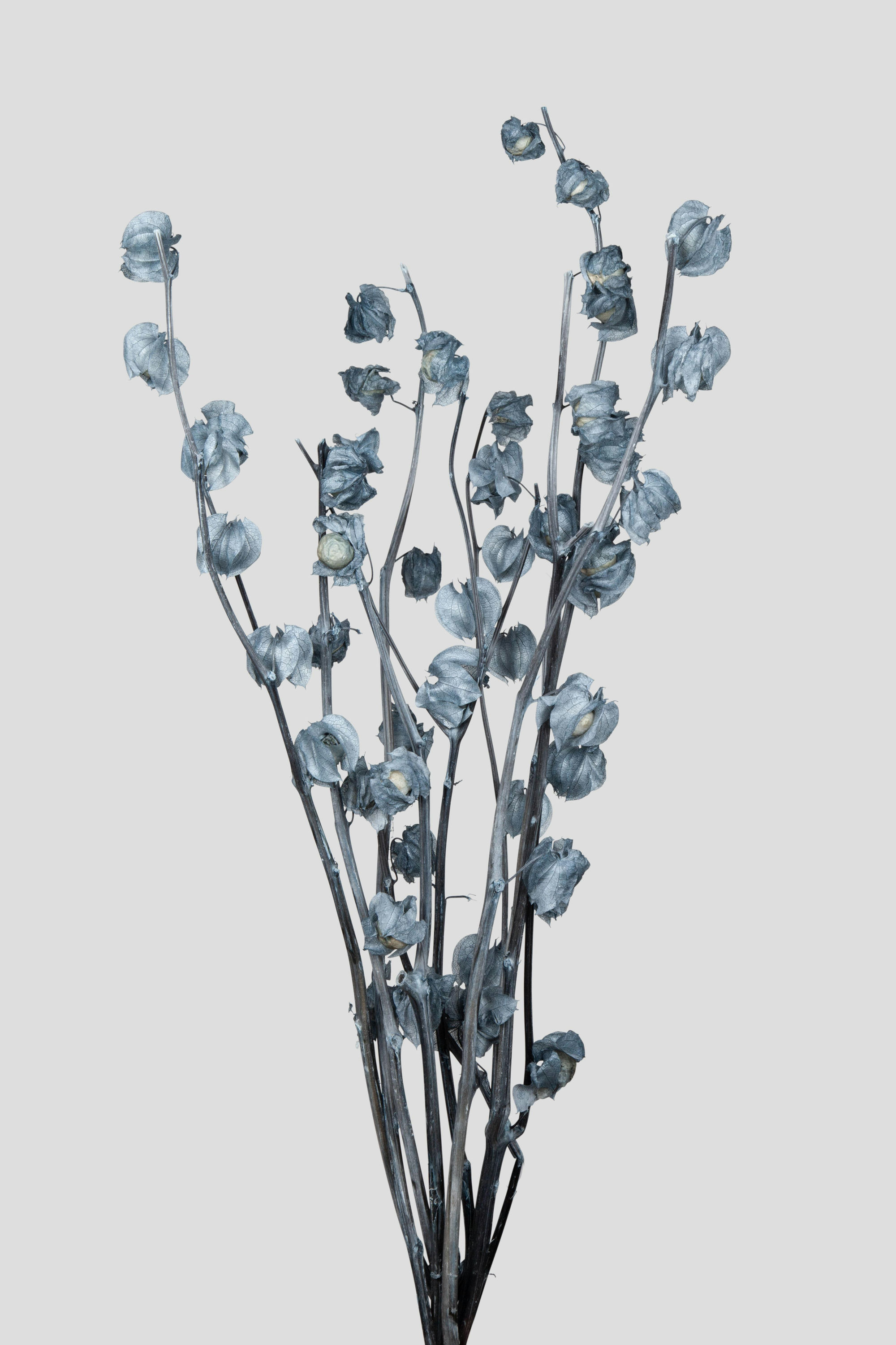 PHYSALIS L35CM. GREY BLUE