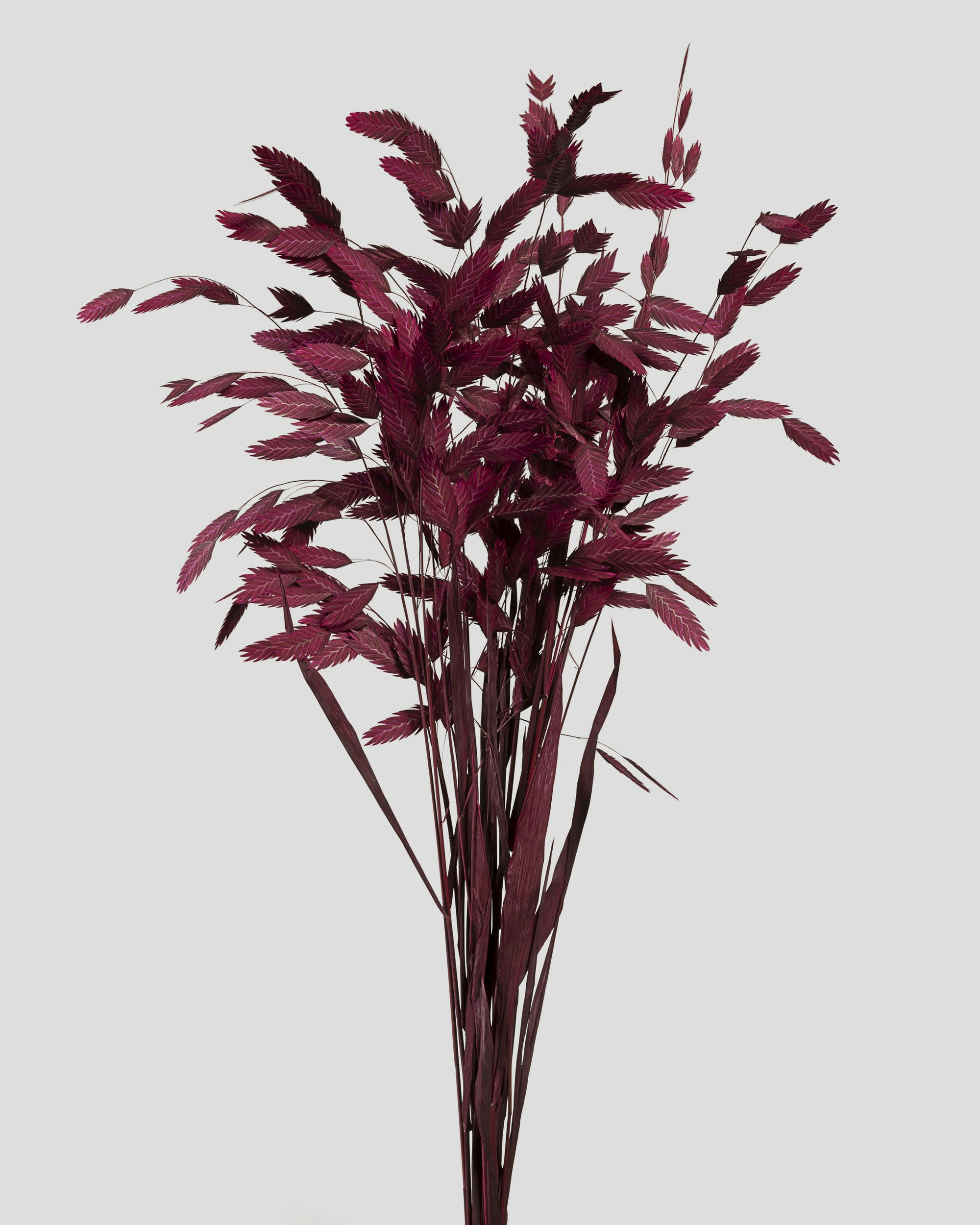 CHASMANTHIUM L75CM. BORDEAUX
