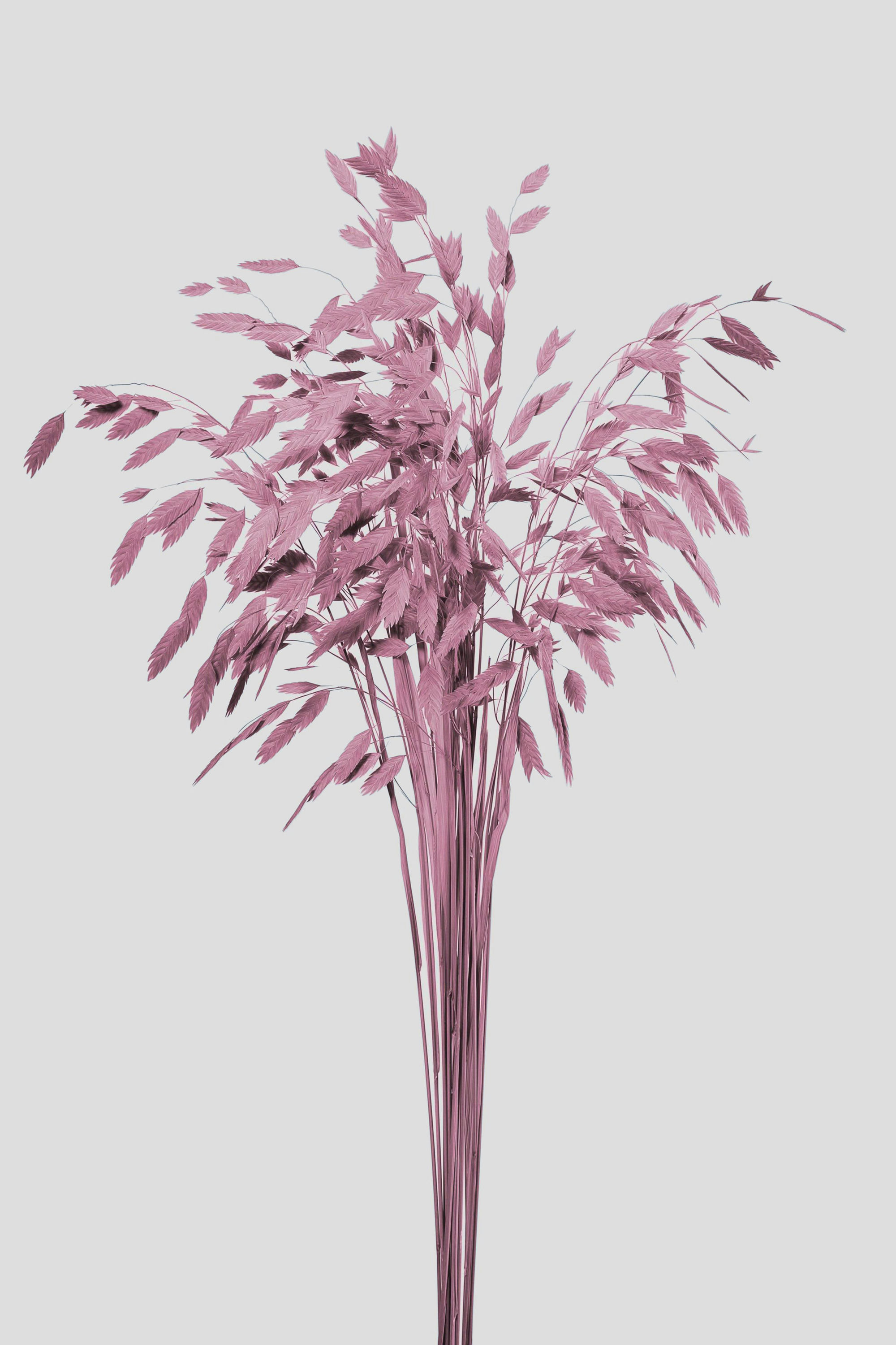CHASMANTHIUM L75CM. MAUVE