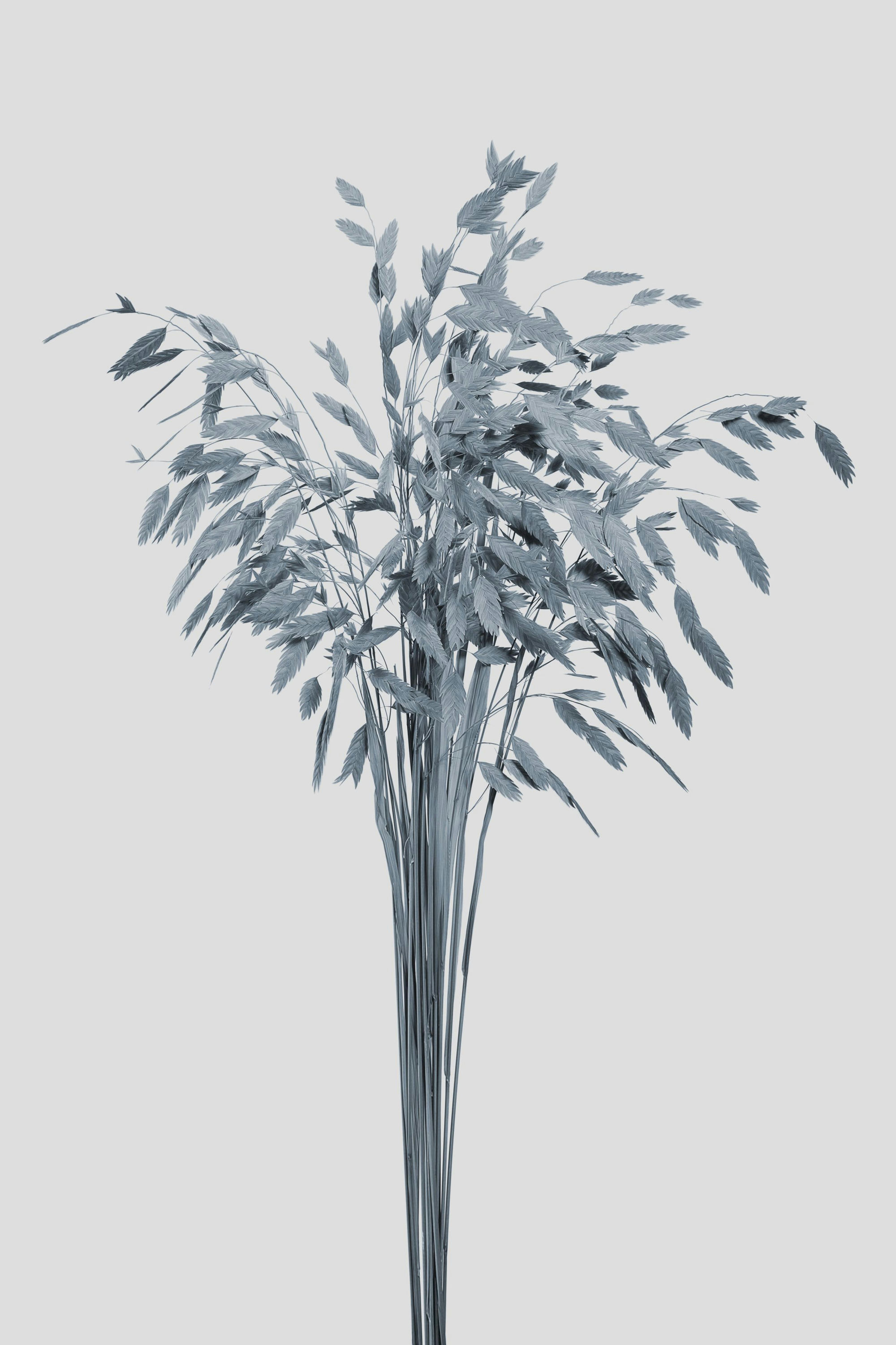 CHASMANTHIUM L75CM. GREY BLUE