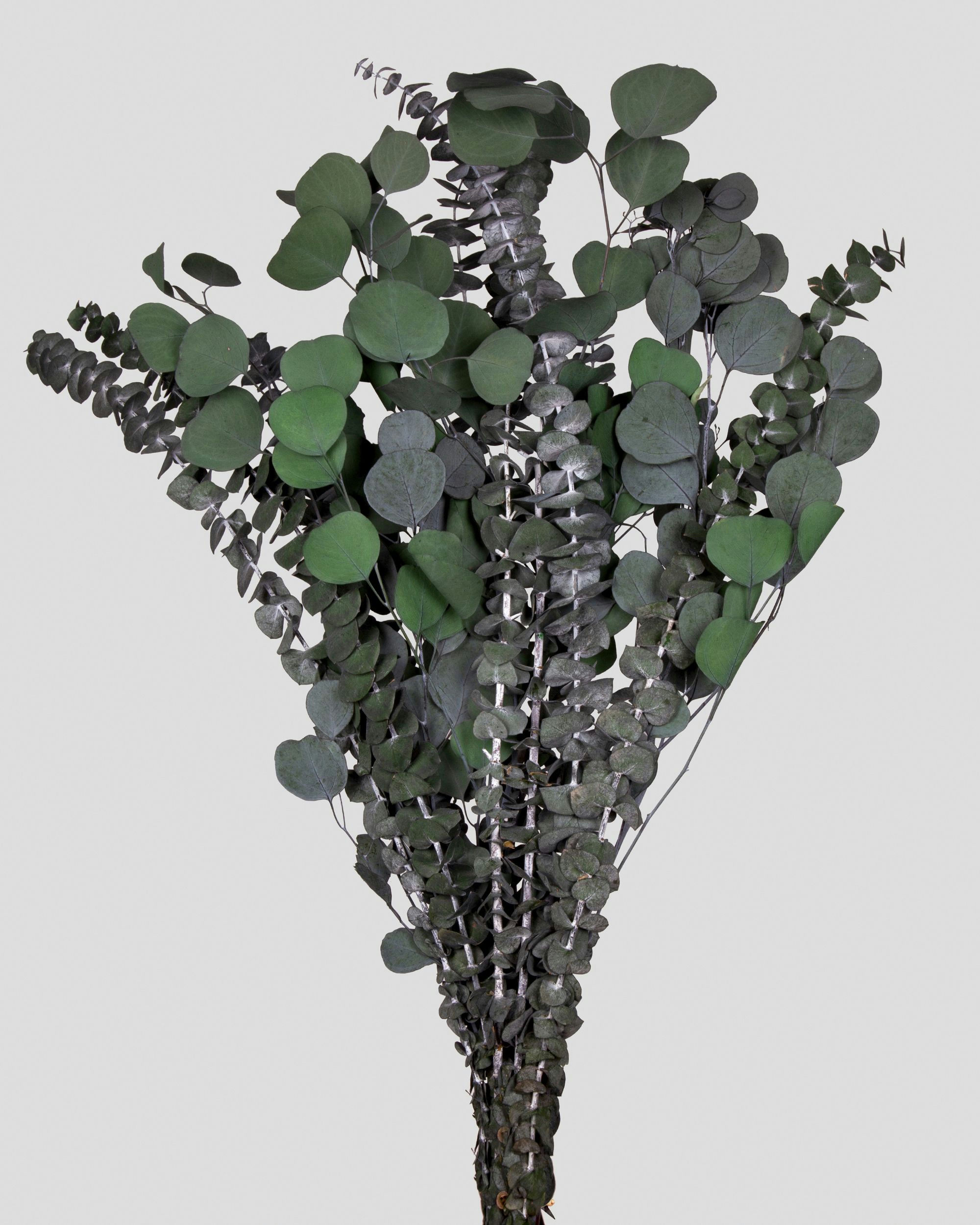 EUCALYPTUS BOUQUET L75CM. VERDE SC.