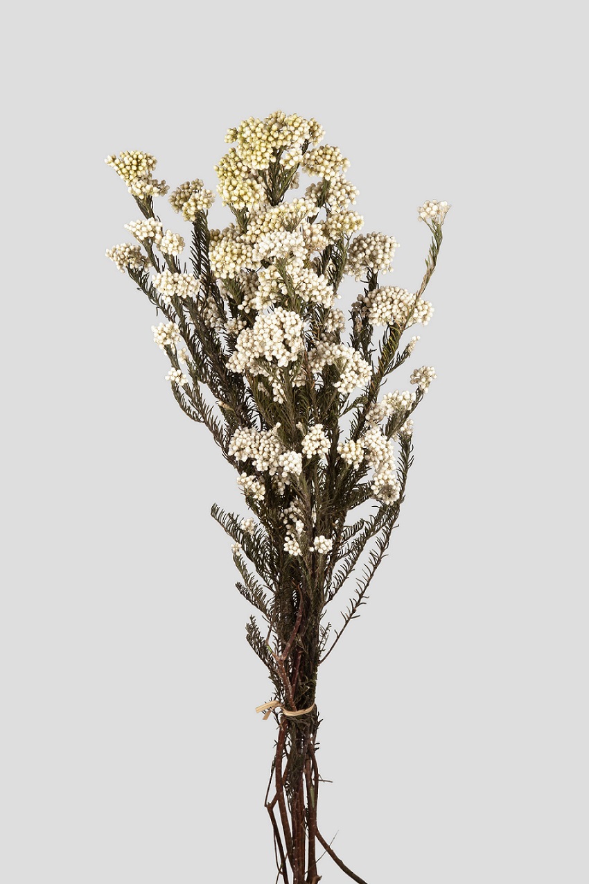 HELICHRYSUM L70CM. WHITE