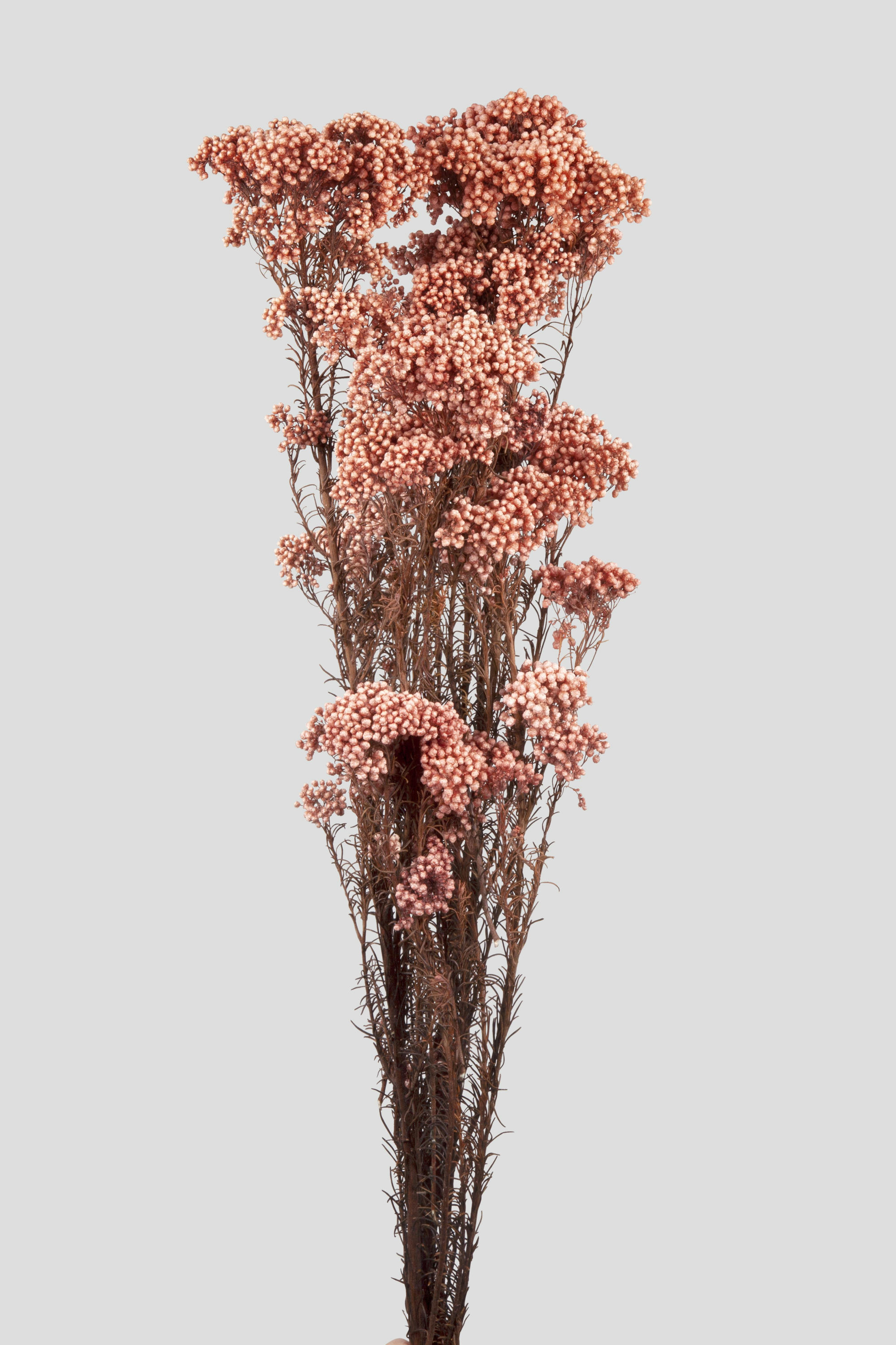 HELICHRYSUM L70CM. PINK