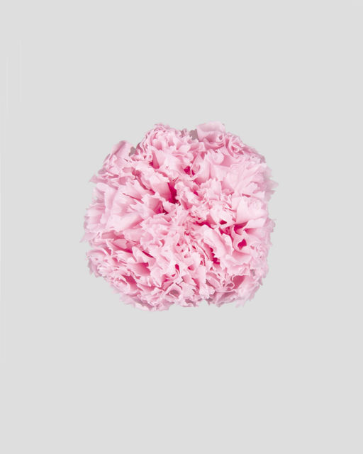 CARNATION STABILIZZ. 8PZ. PASTEL PINK