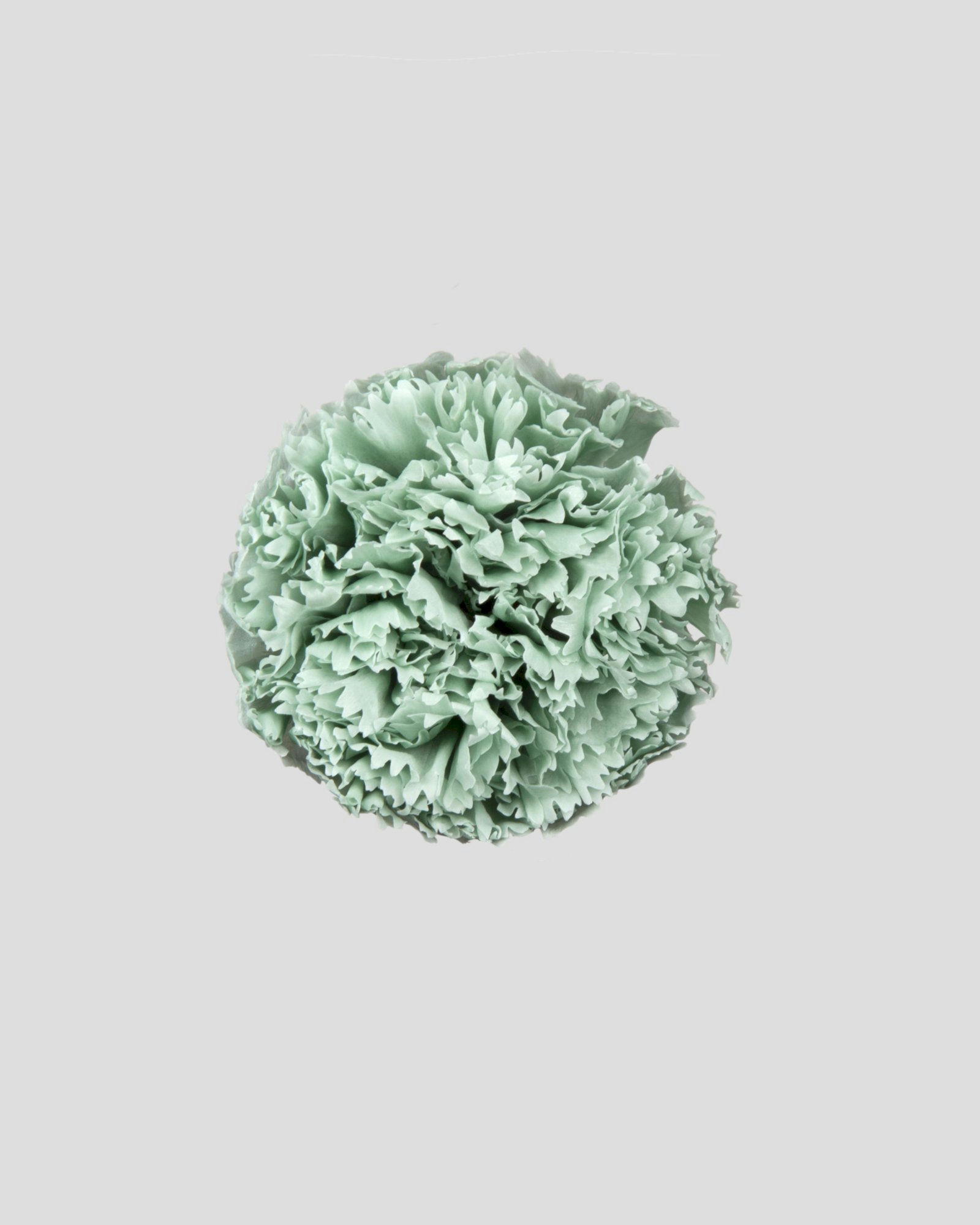CARNATION STABILIZZ. 8PZ. DUSTY GREEN