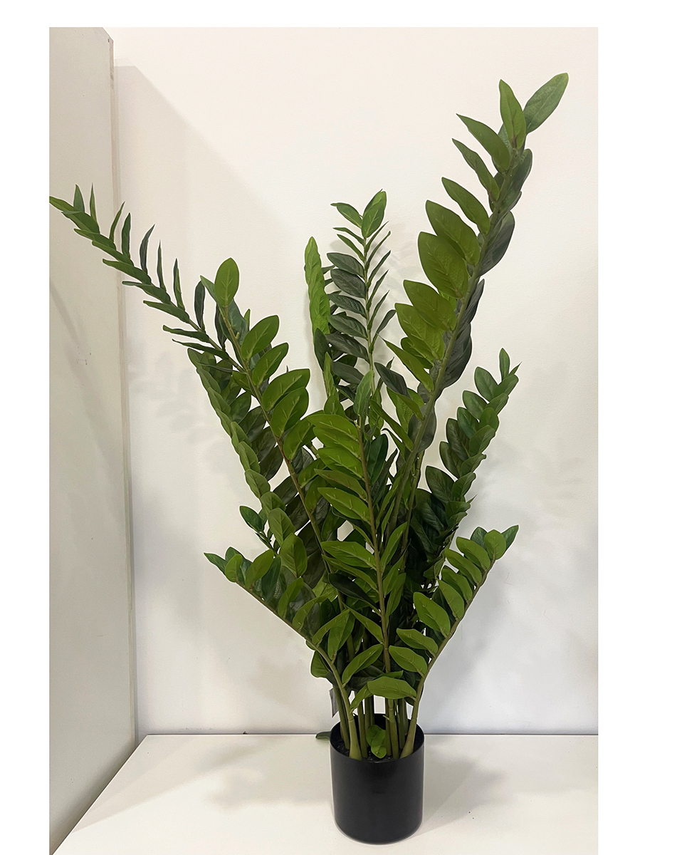 PIANTA ZAMIA H.115CM.