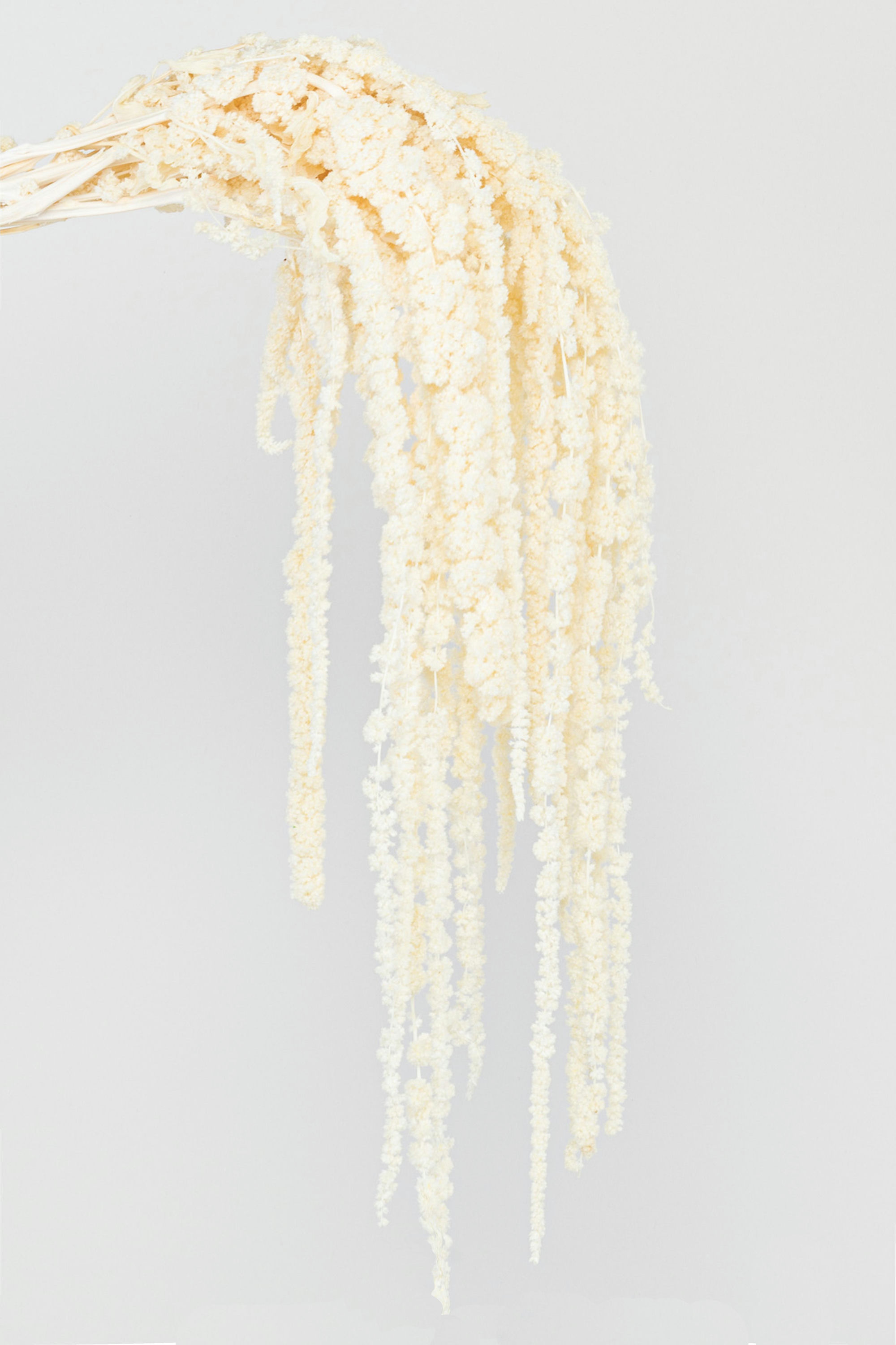 AMARANTHUS L.100CM. 5PZ. BIANCO