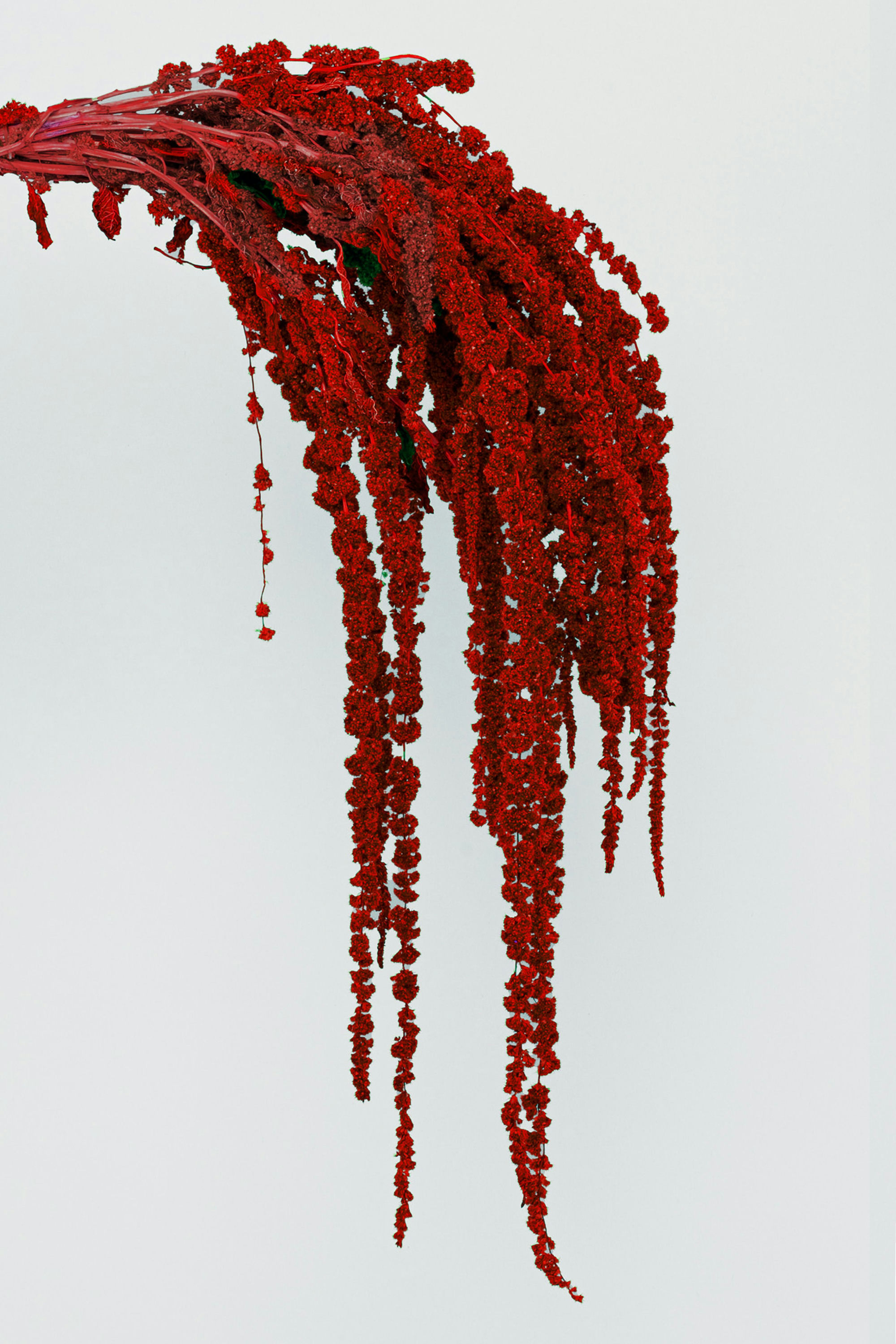 AMARANTHUS L.100CM. 5PZ. BURGUNDY
