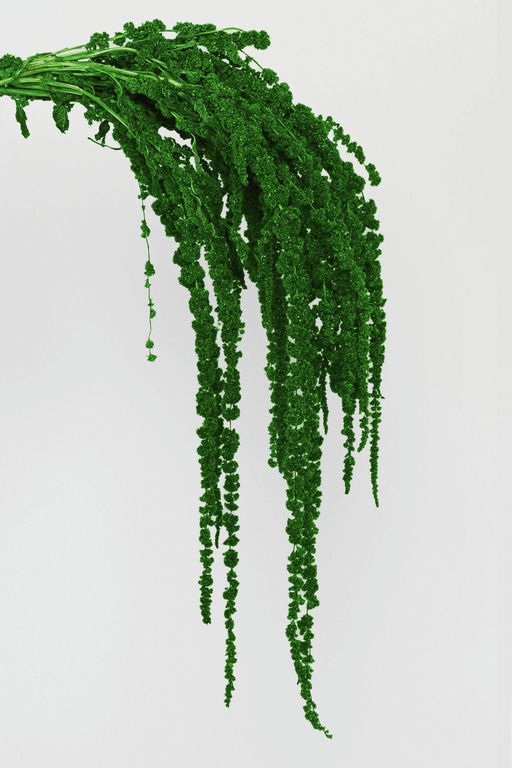 AMARANTHUS L.100CM. 5PZ. DK GREEN