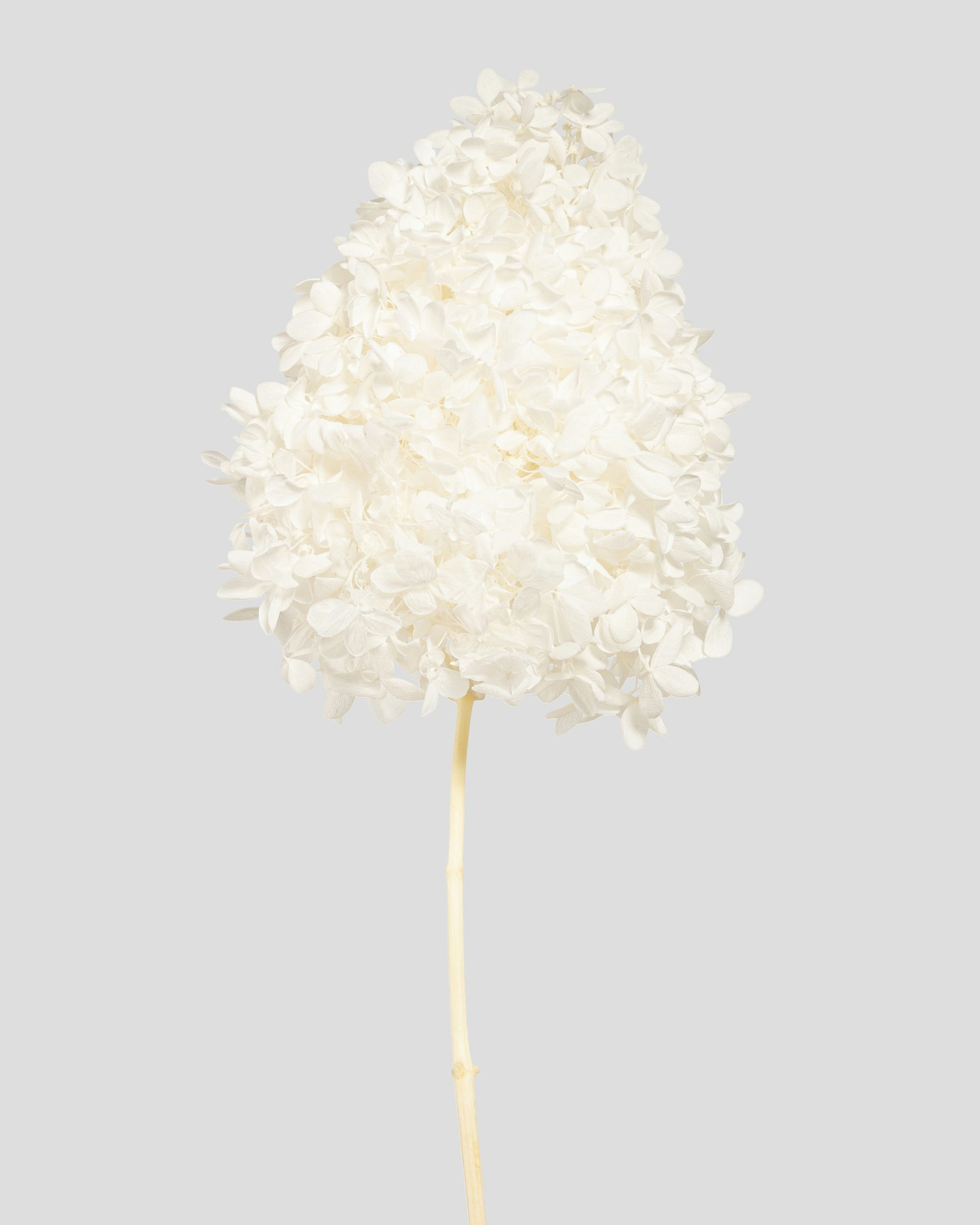 HYDRANGEA PEEGEE L55CM. WHITE