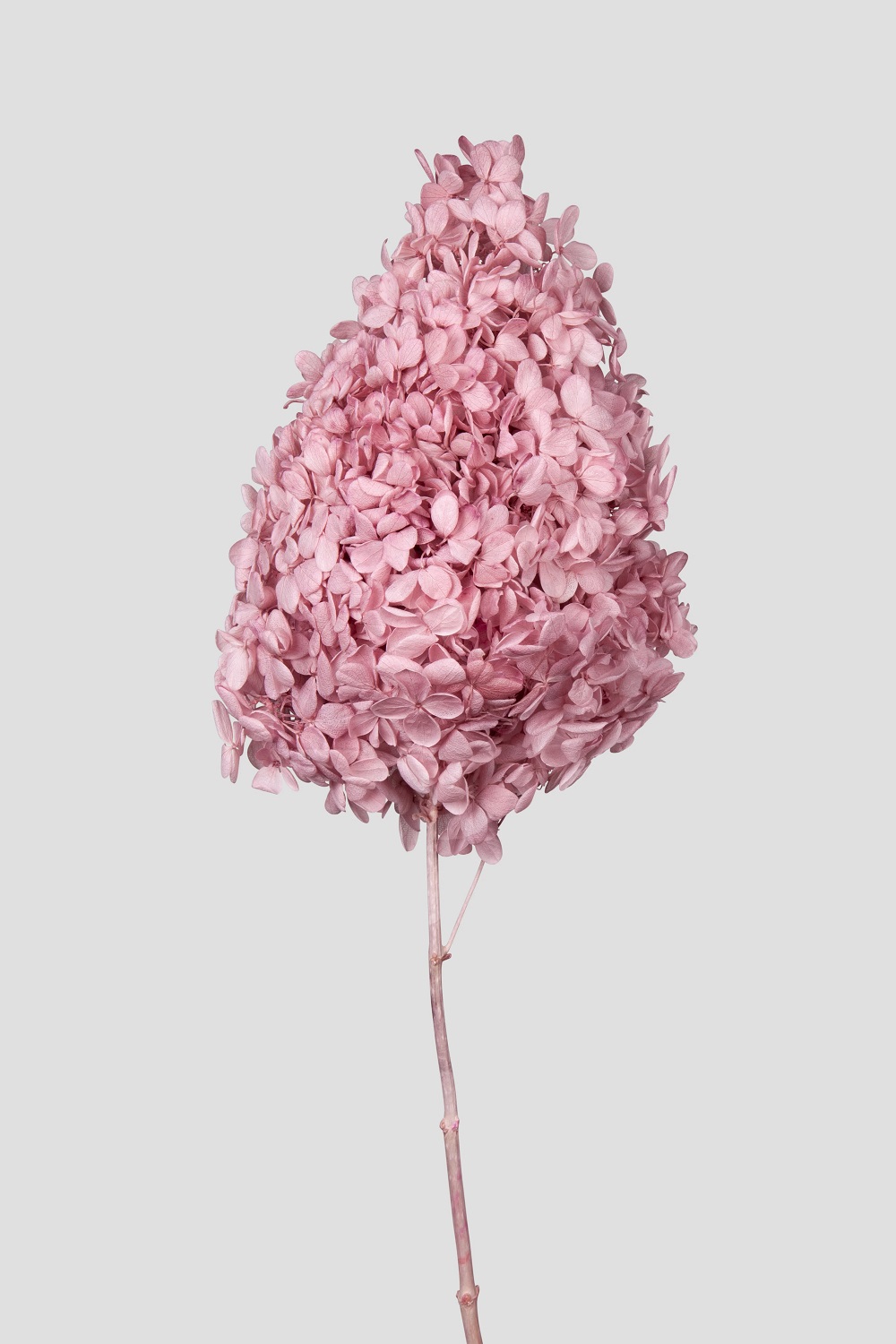 HYDRANGEA PEEGEE L55CM. BLUSH PINK