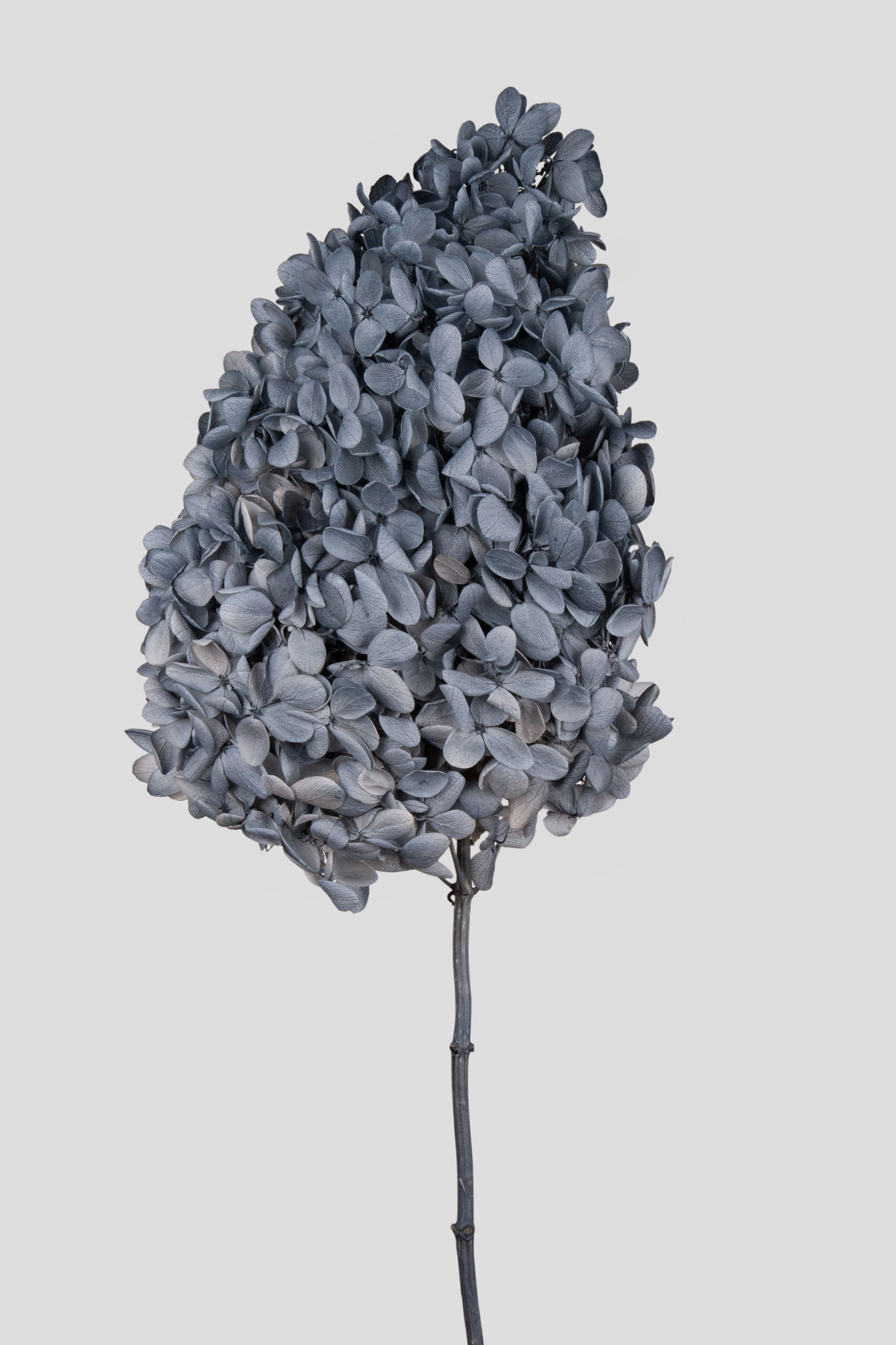 HYDRANGEA PEEGEE L55CM. GREY BLUE