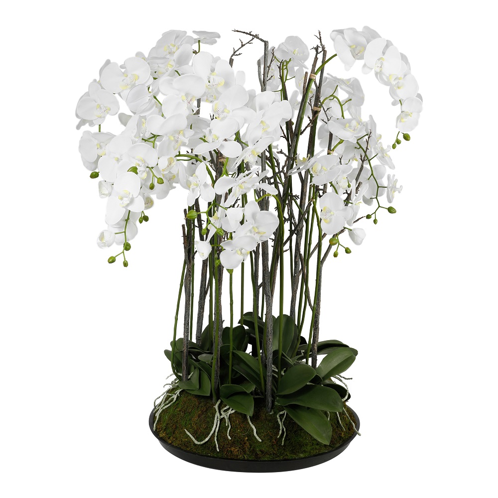 PIANTA PHALAENOPSIS H140CM. BIANCA