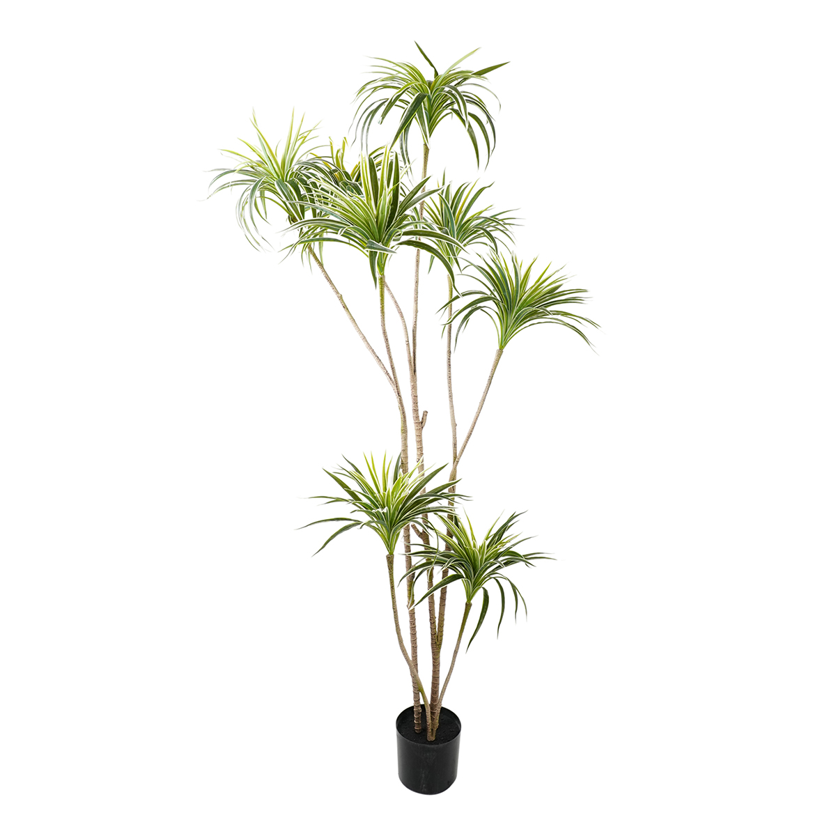 PIANTA YUCCA H180CM.
