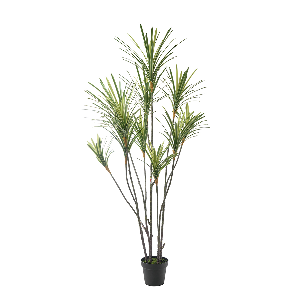 PIANTA BRACENA H175CM.