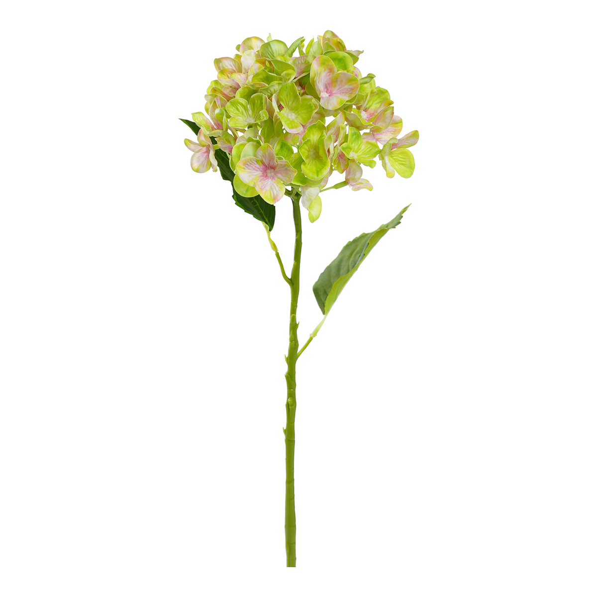 HYDRANGEA SINGOLA D15CM. 55CM. VERDE CH.
