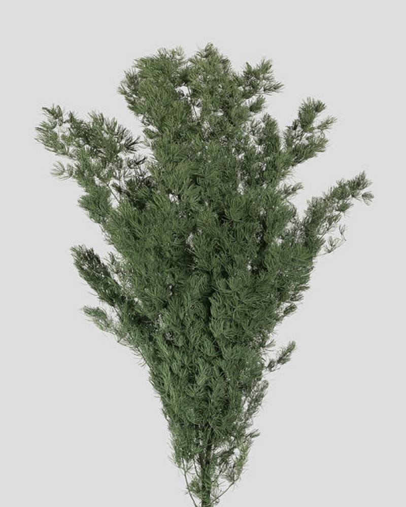 MING FERN VERDE