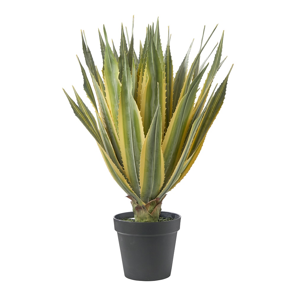 PIANTA AGAVE 82CM.