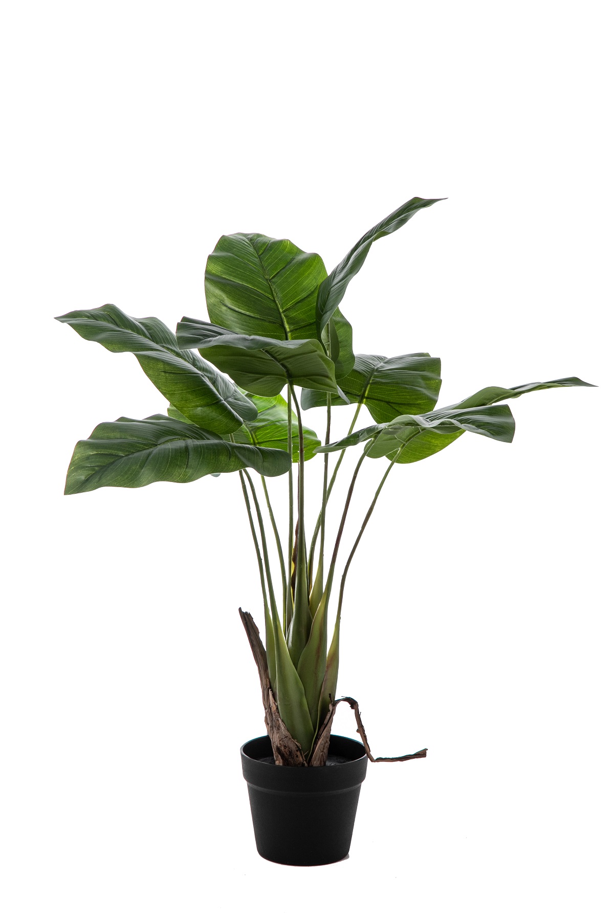 PIANTA FOGLIA CALLA 9FG. H.85CM