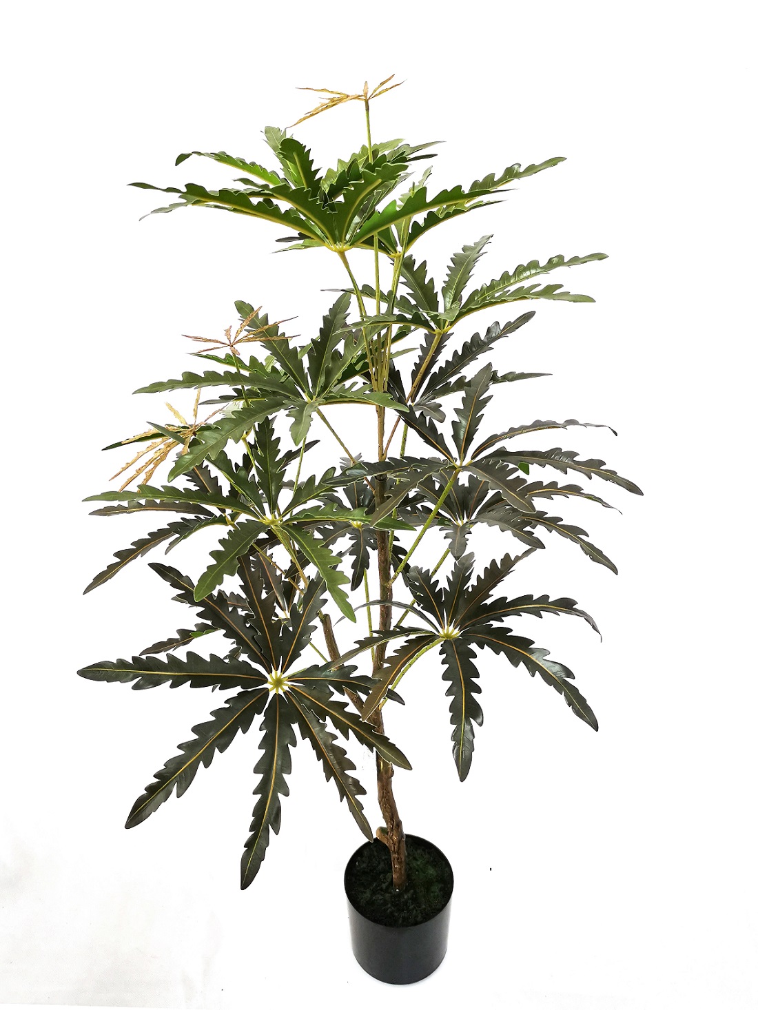PIANTA SCHEFFLERA ELEGANCE H.110CM