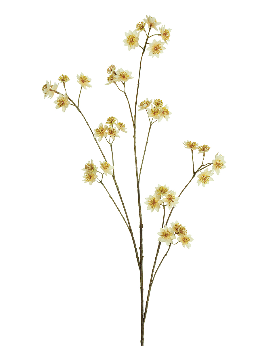 RAMO ASTRANTIA 120CM. CREMA