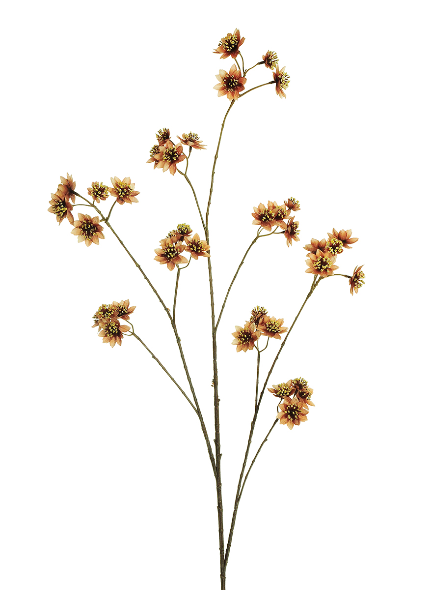 RAMO ASTRANTIA 120CM. BROWN