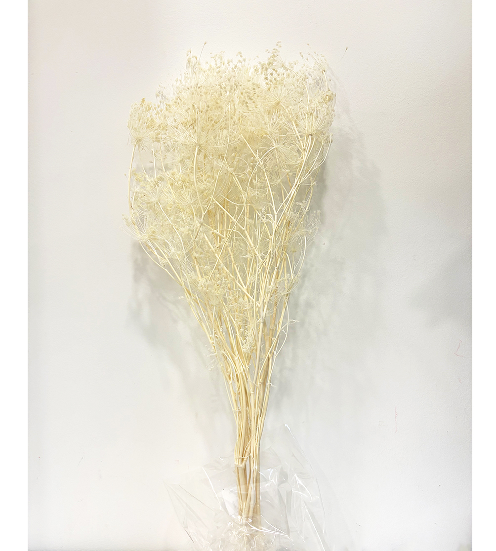 OMBRELLIFERA 80CM. 120GR. BIANCO