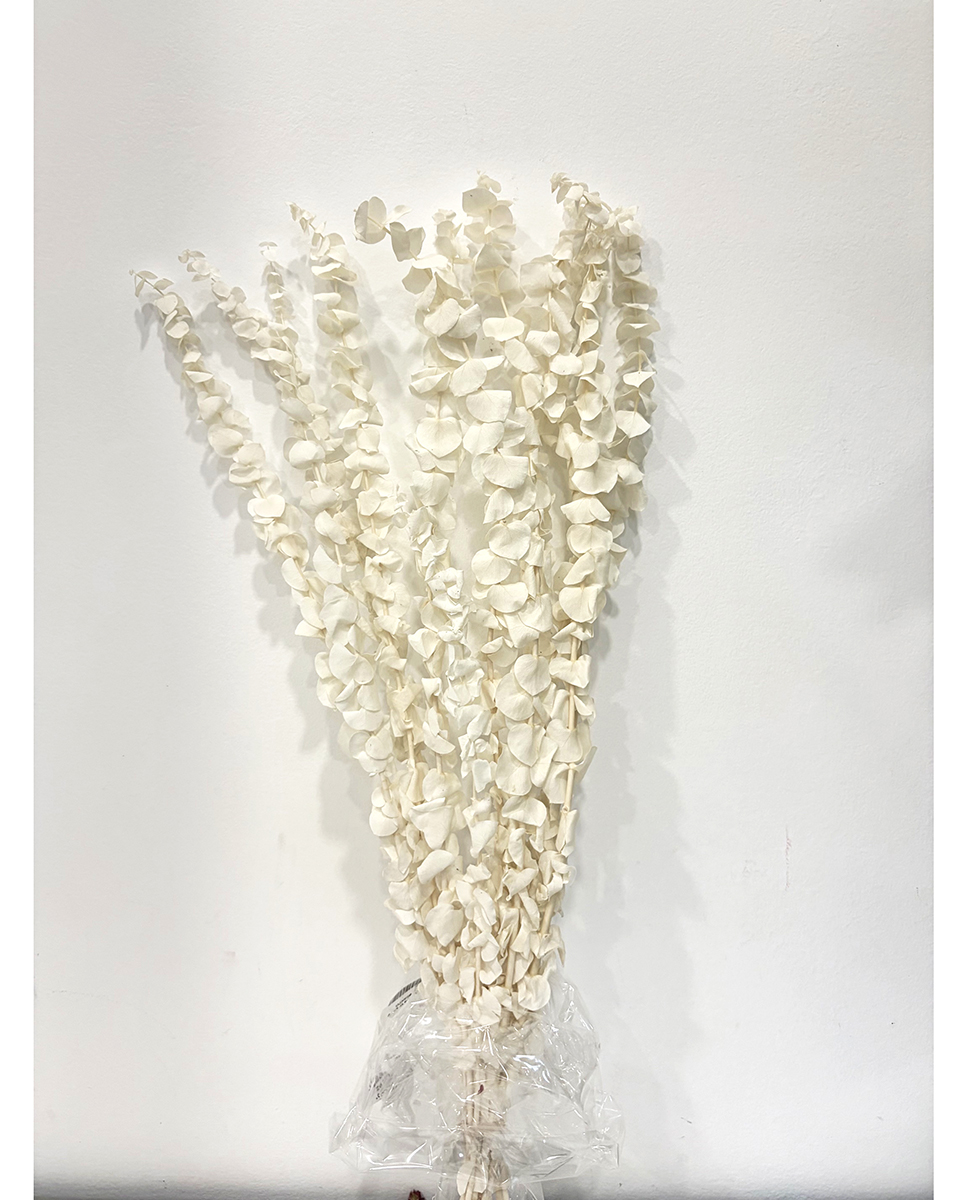 EUCALIPTUS BABY BLUE 65CM. 10PZ. BIANCO