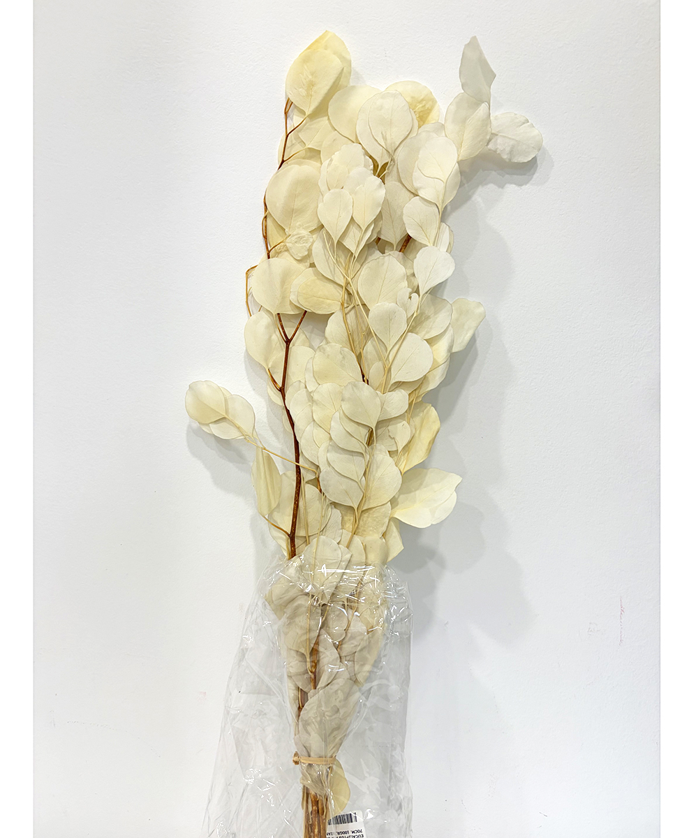 EUCALIPTUS POPULUS 70CM. 100GR. BIANCO