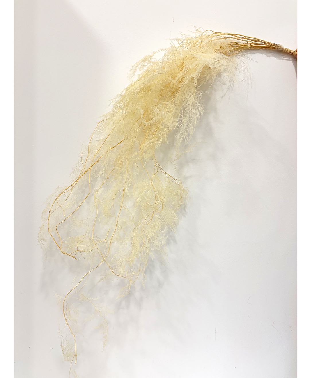 ASPARAGUS PLUMOSO L100CM. BIANCO