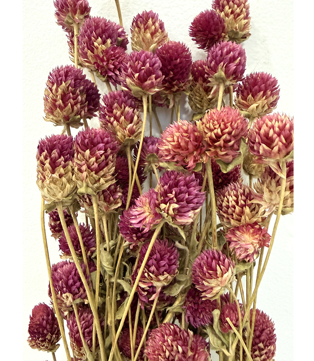 GOMPHRENA 70CM. FUXIA