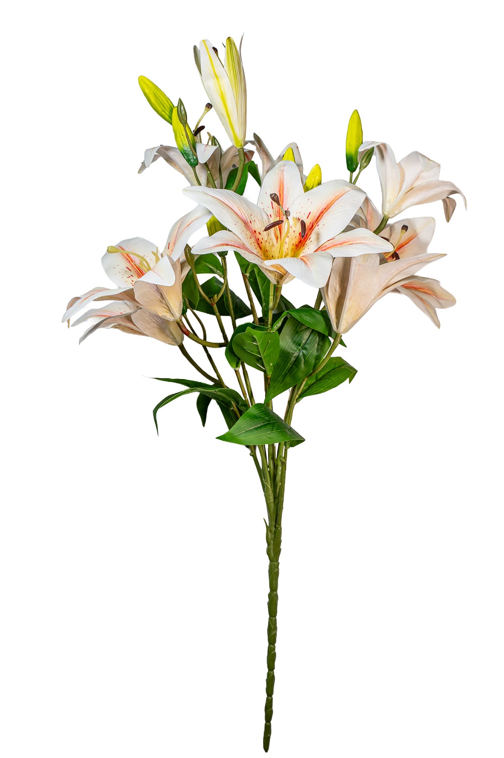 LILIUM BUSH STARGATE 8FIORI 10BOCC. 90CM. CREMA
