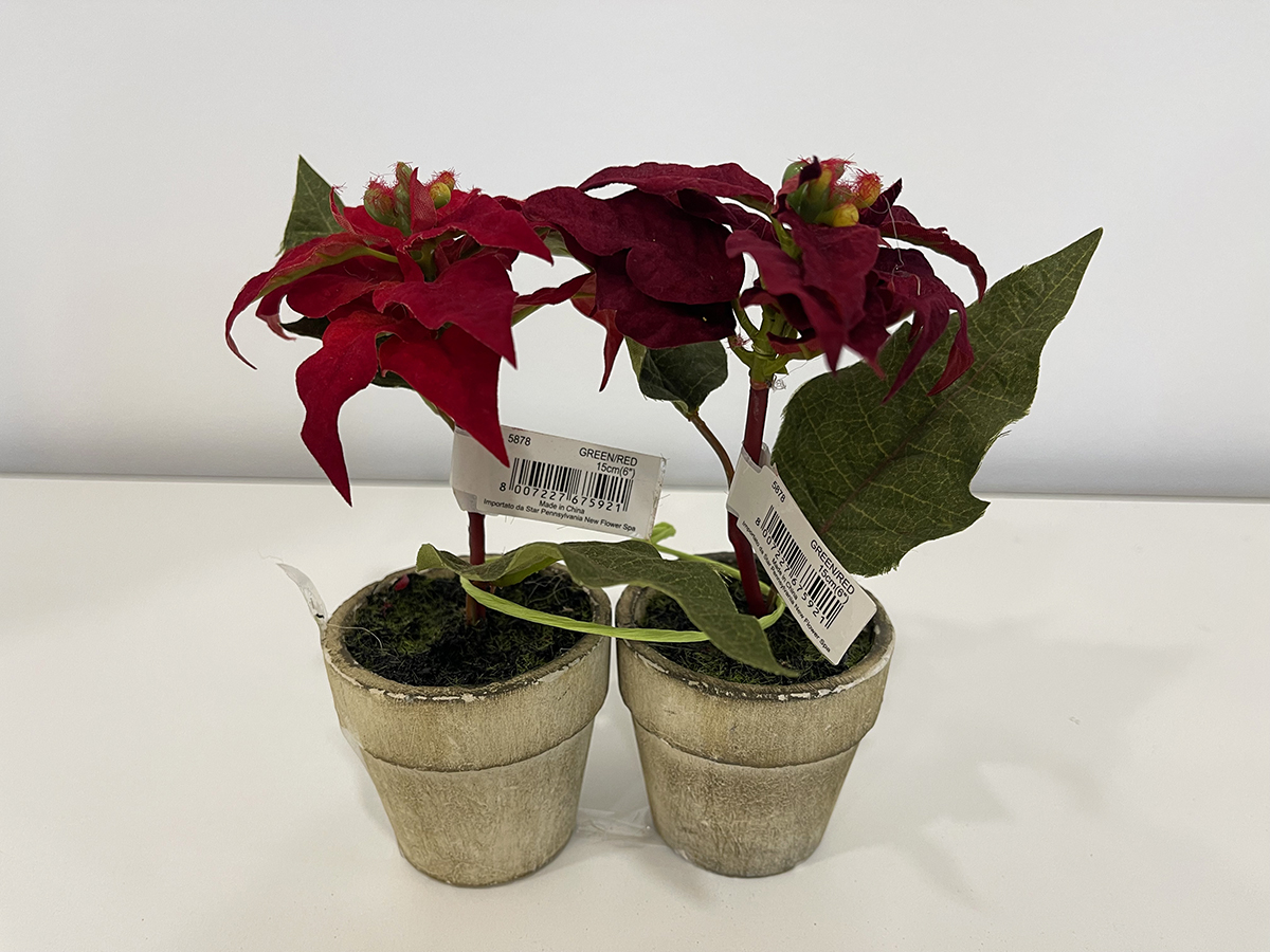 POINSETTIA W/POT 2PZ. 15CM. RED --NETTO-----