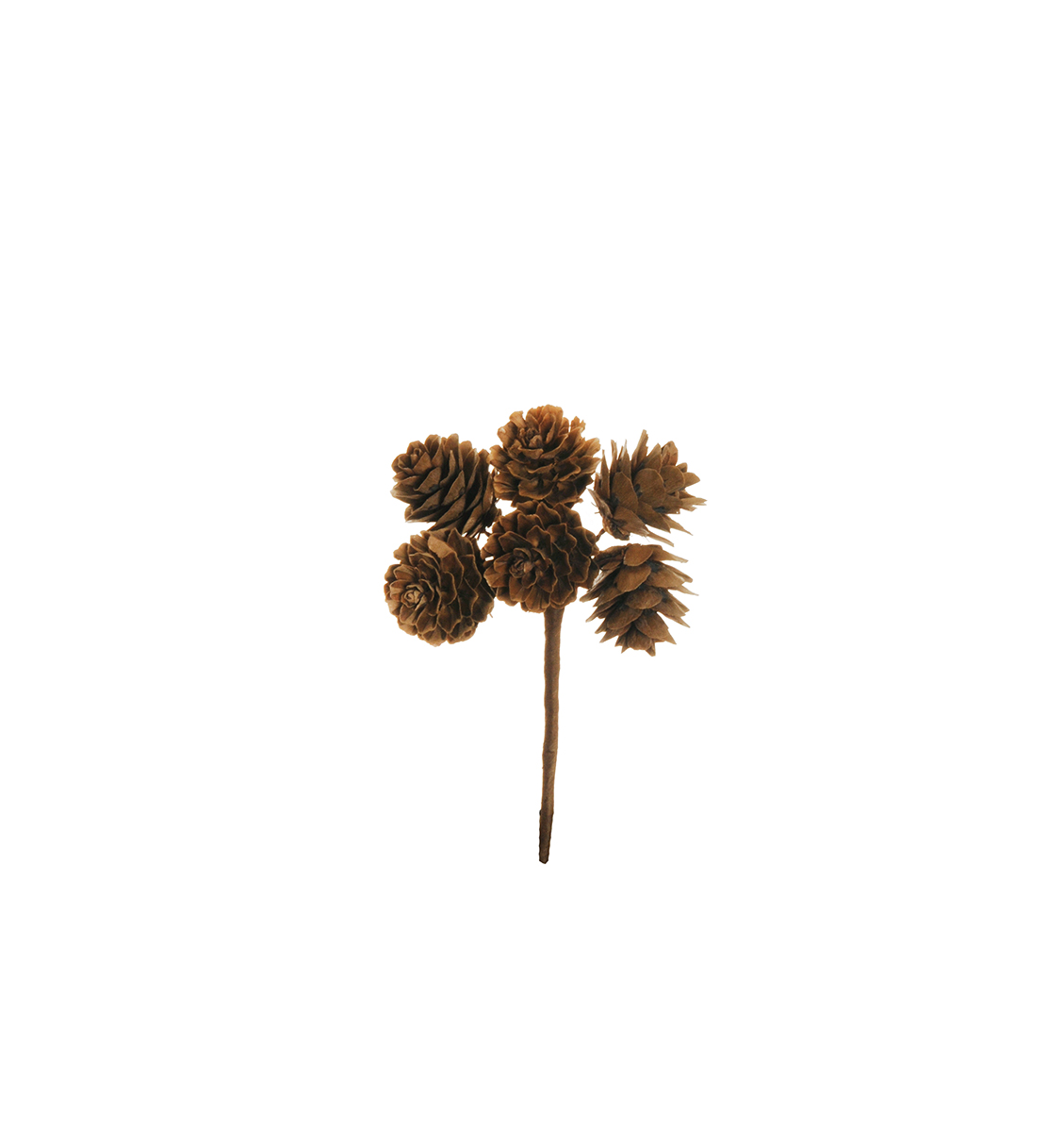 BUNDLE PIGNE X6 D2 L13CM. 12PZ. NATURALE
